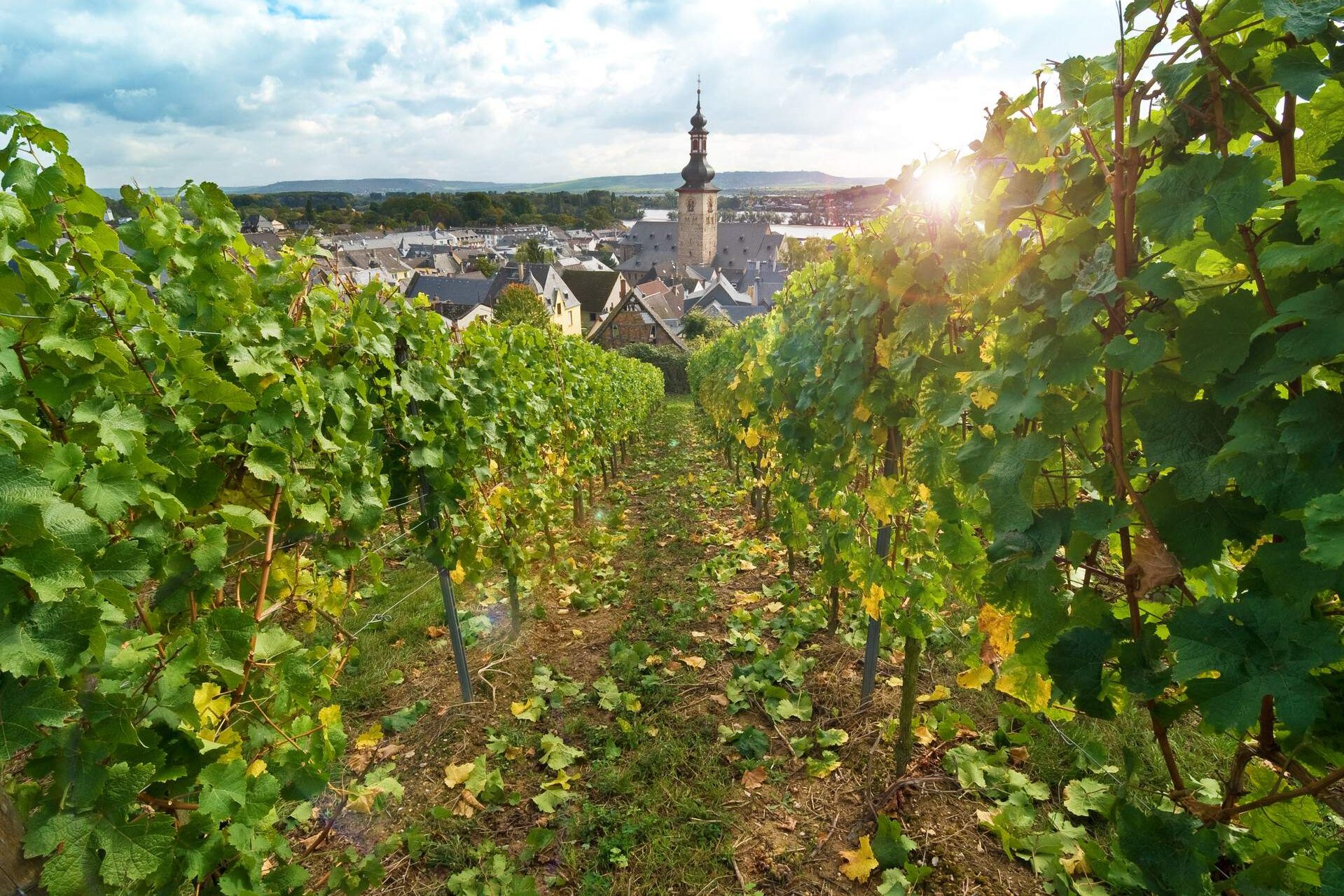 Town buildings and houses with a clock tower peeking through the vineyard.
