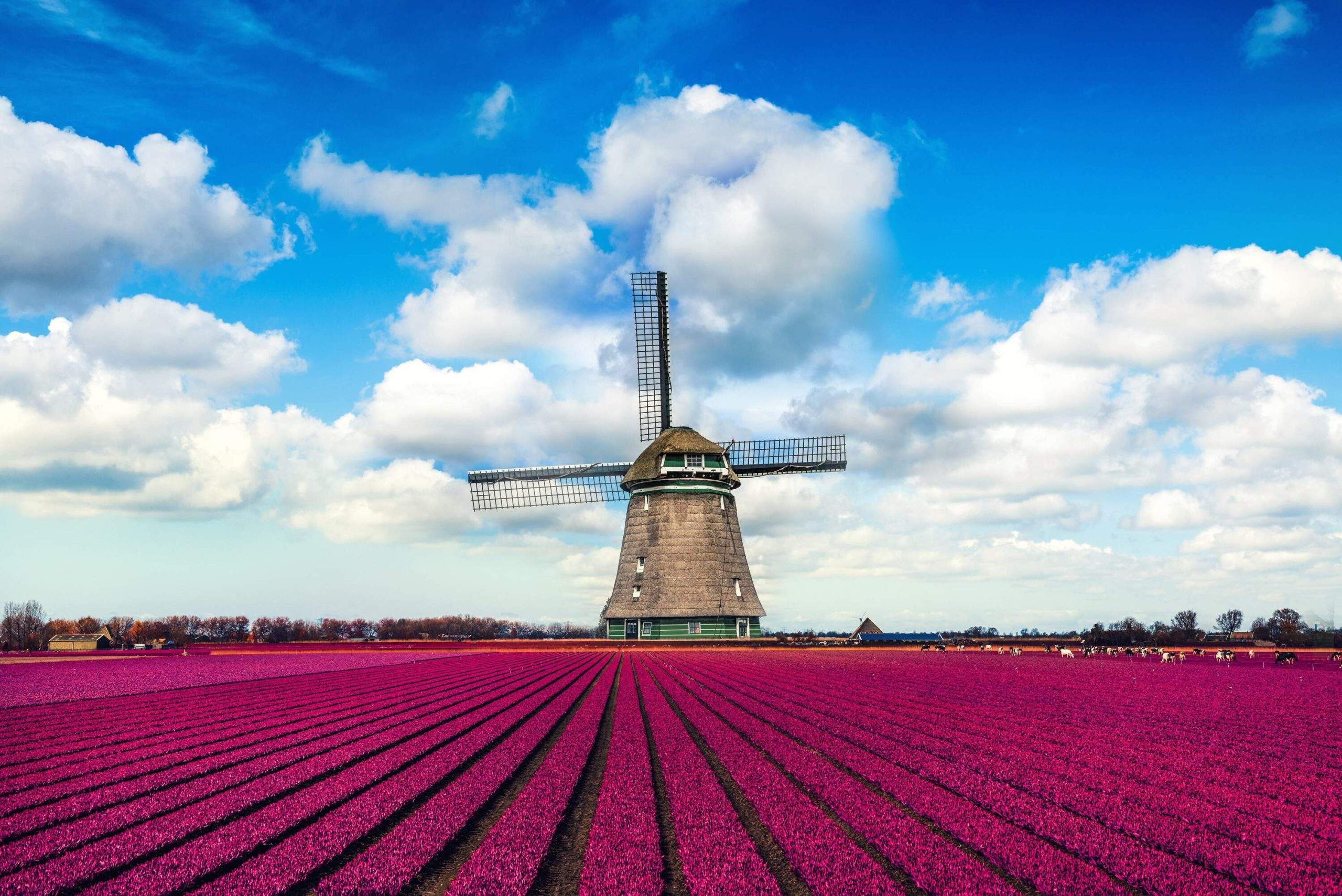 dest_netherlands_theme_tulips_windmill_gettyimages-521975241_universal_within-usage-period_29361-scaled-1.jpg