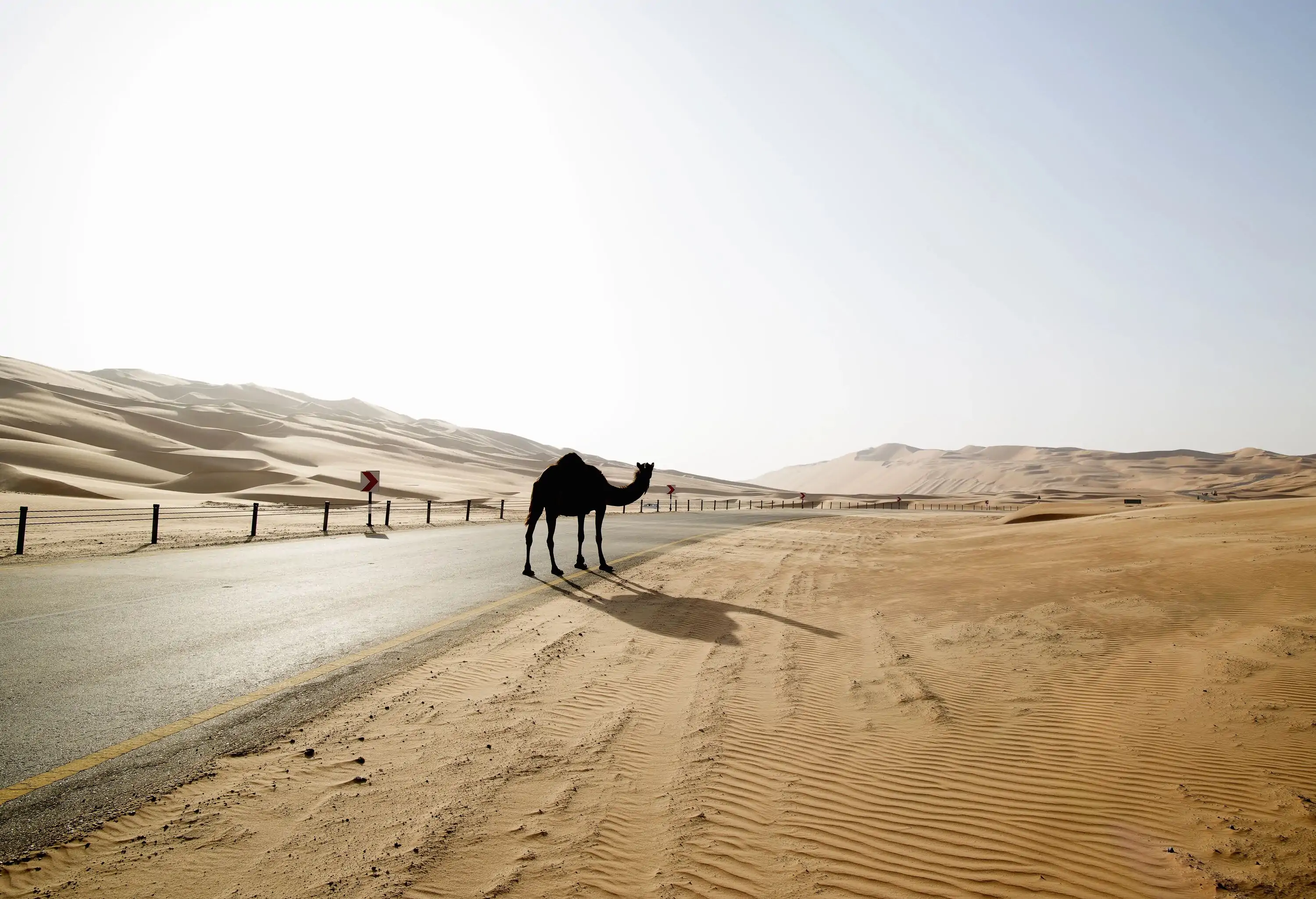A camel gracefully traverses the road amidst a vast dune desert