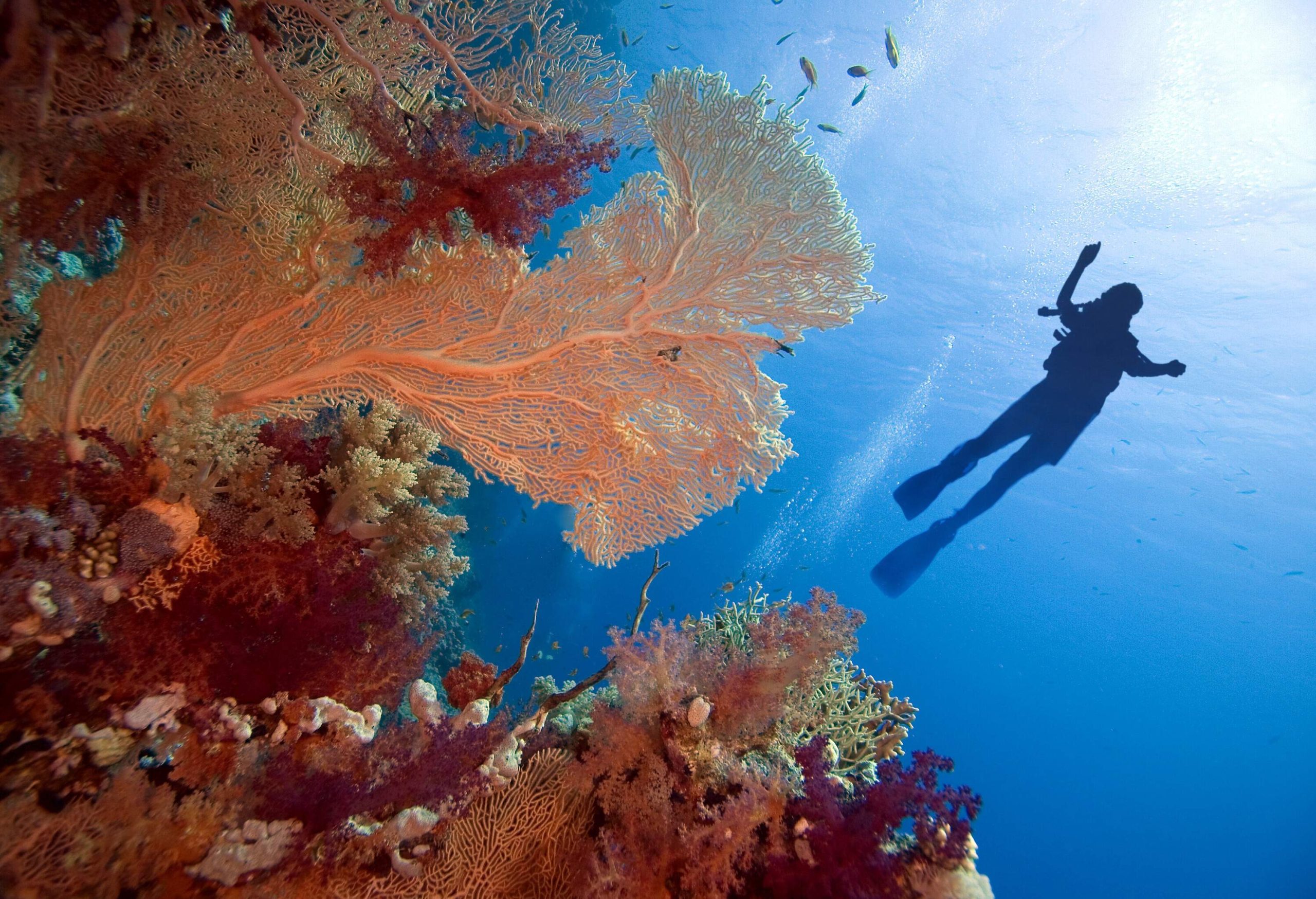 A diver swims with the fish under the deep blue sea with colourful corals.
