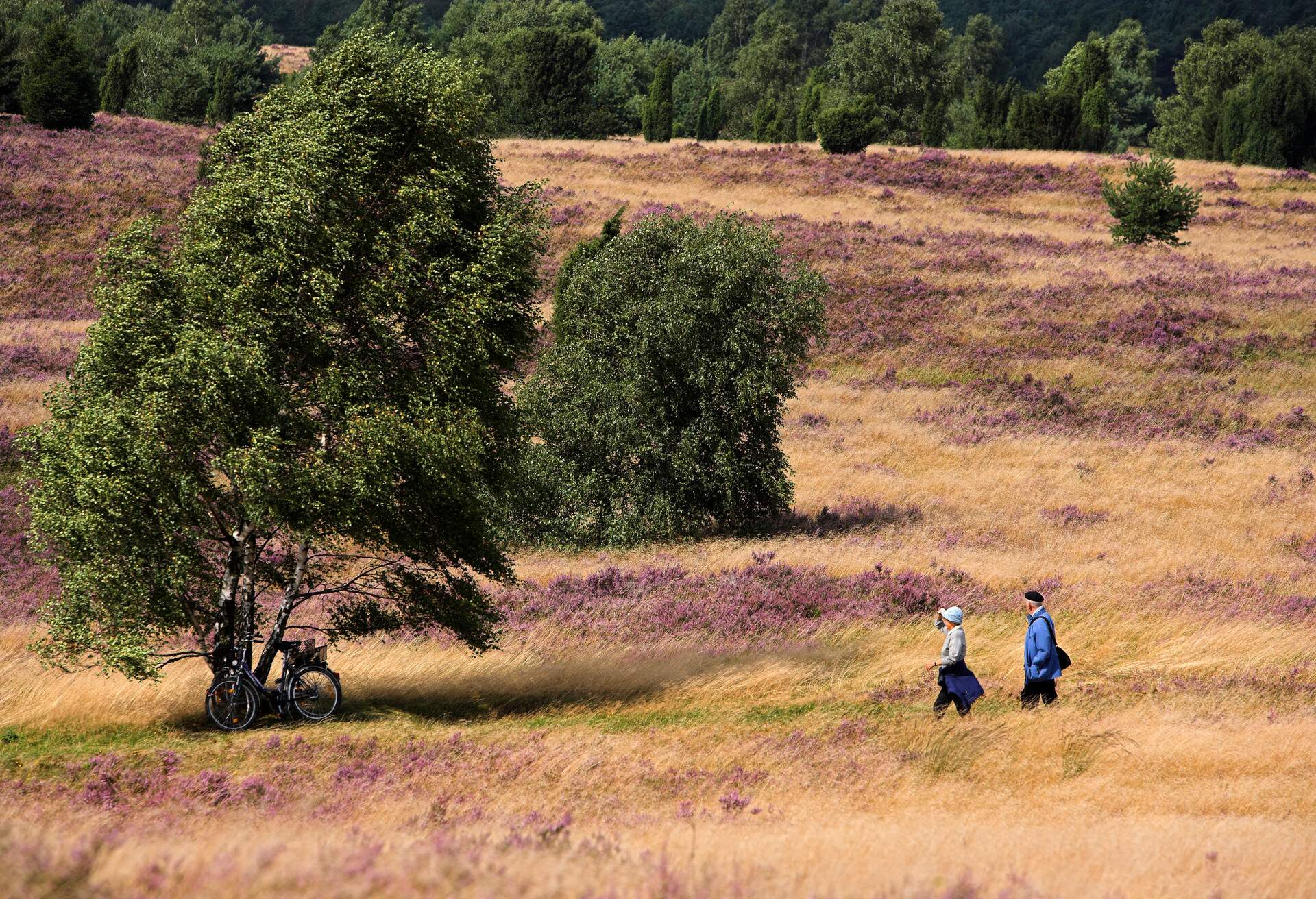 An elderly couple walking across a summer field towards the bicycles resting against a tree.