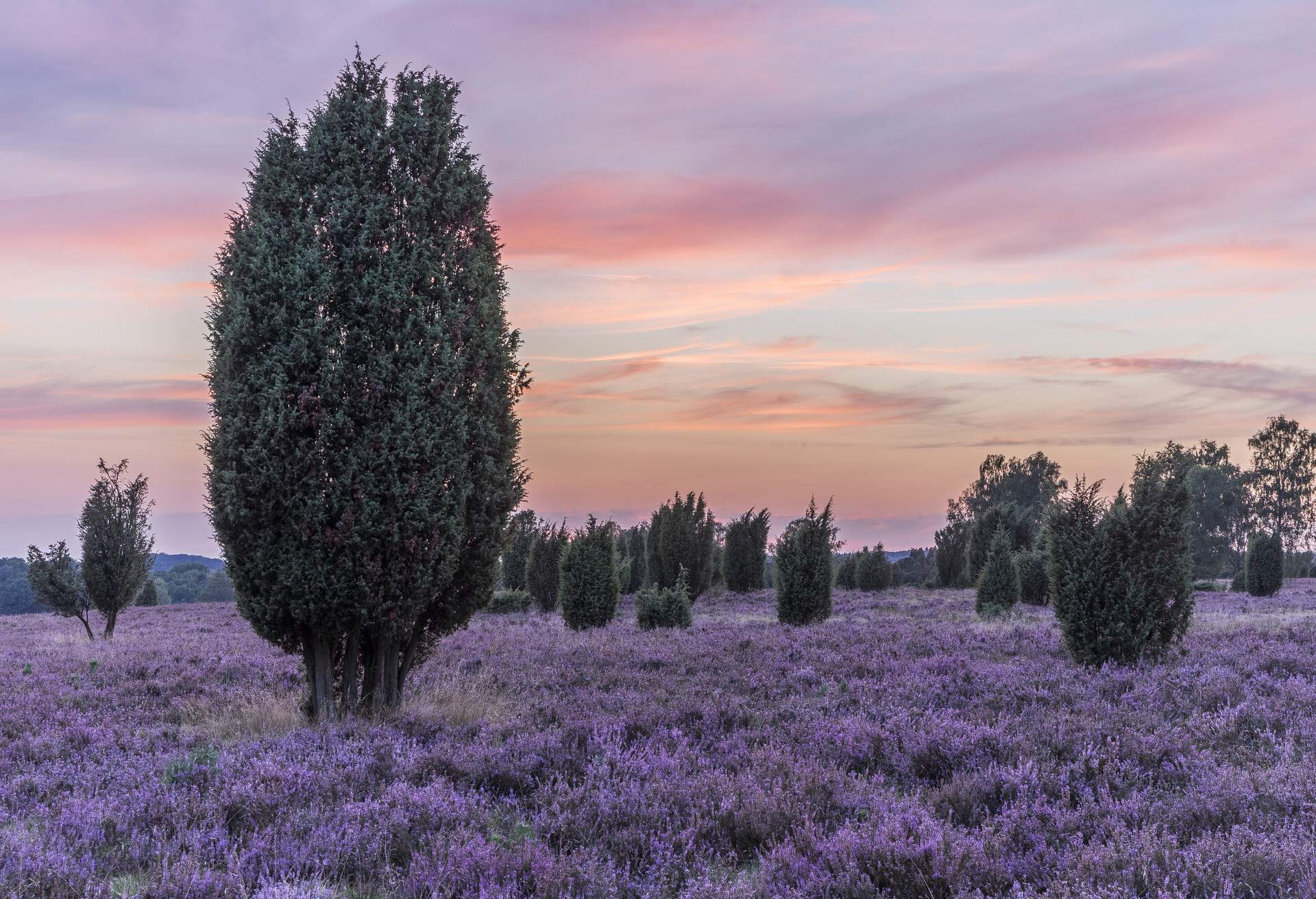 dest_germany_lueneburger-heide_gettyimages-535652099_universal_within-usage-period_90212