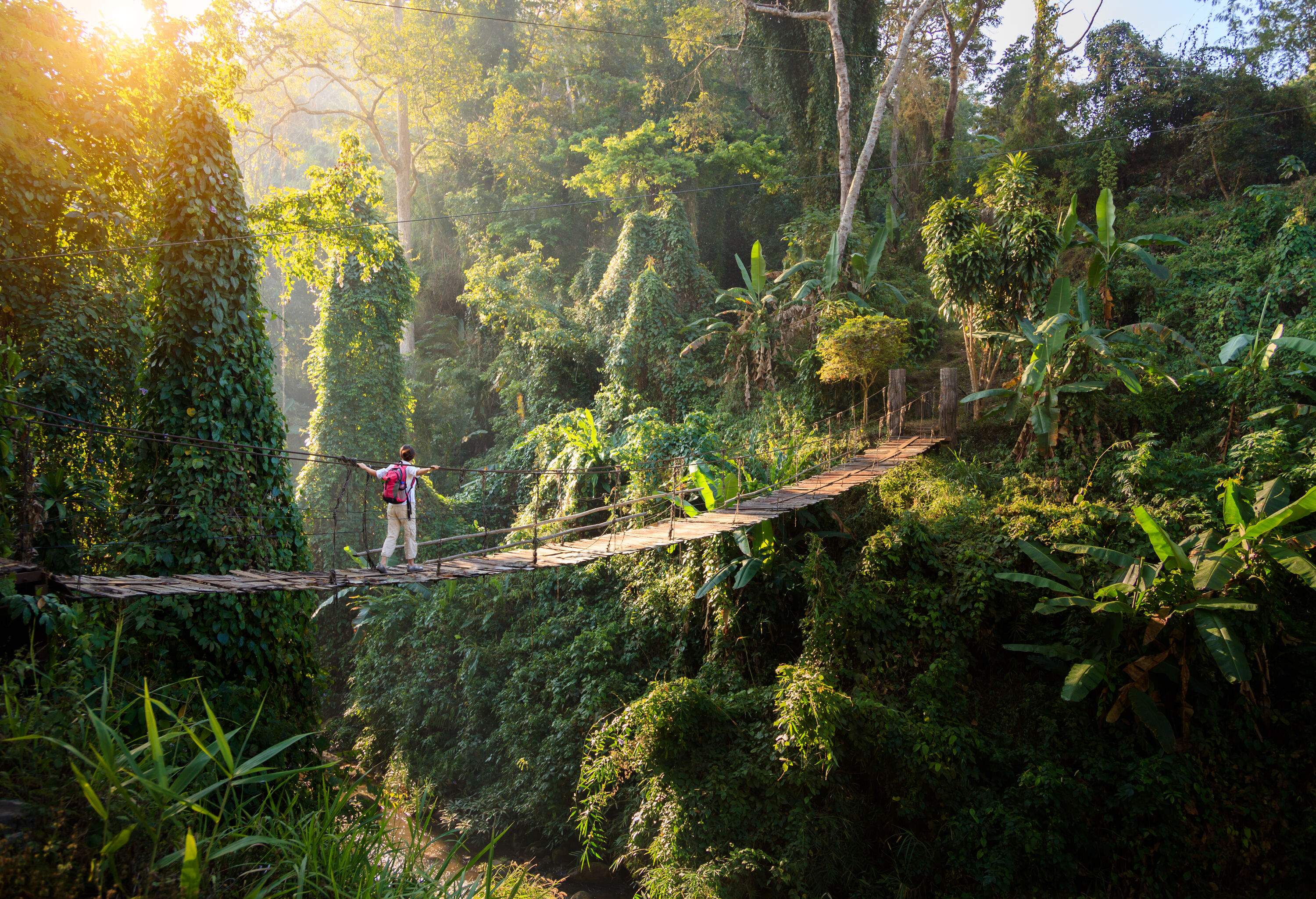 A backpacker crosses a hanging bridge across a ravine covered in dense vegetation.