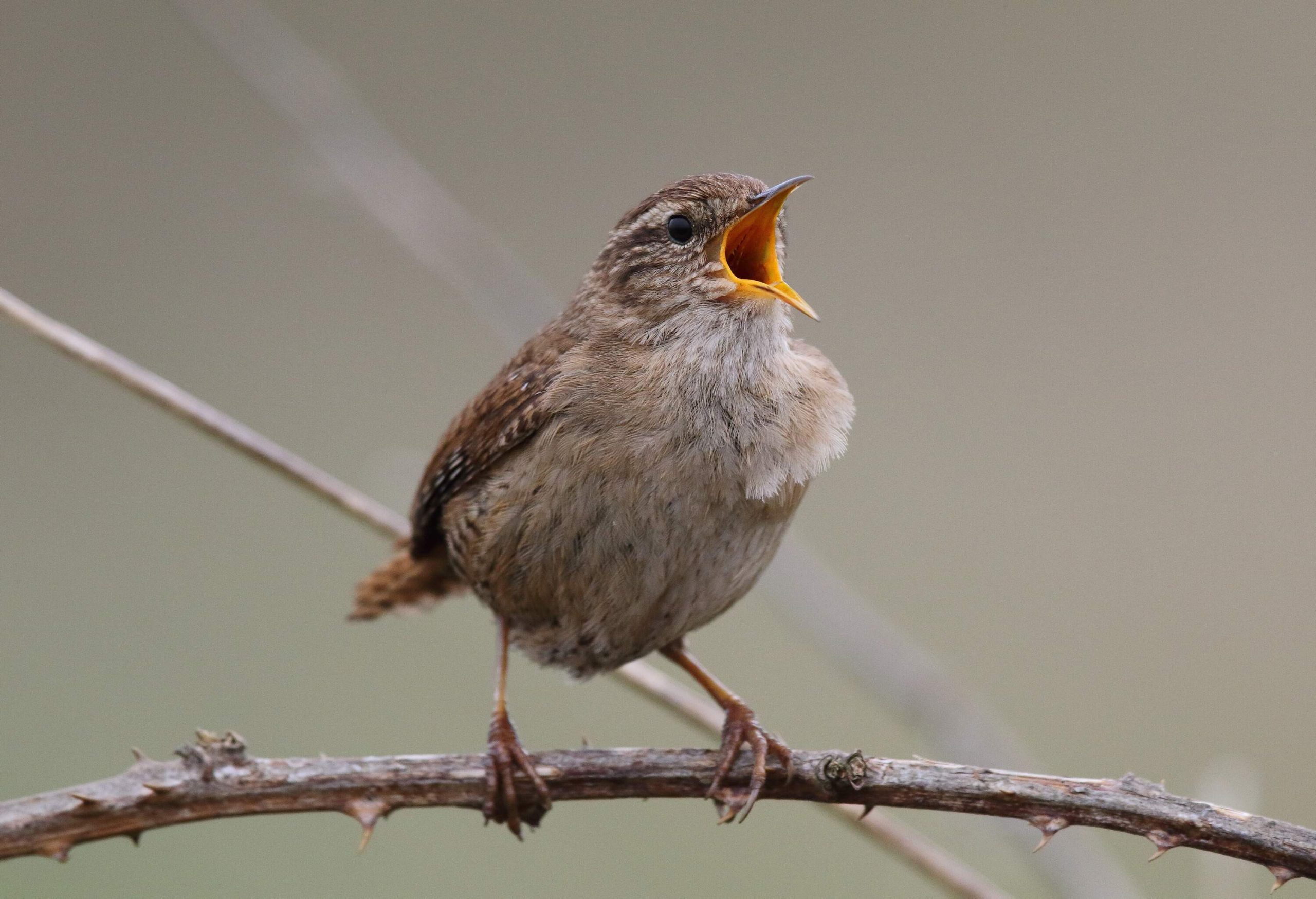 A Wren perched on a bramble in full song.