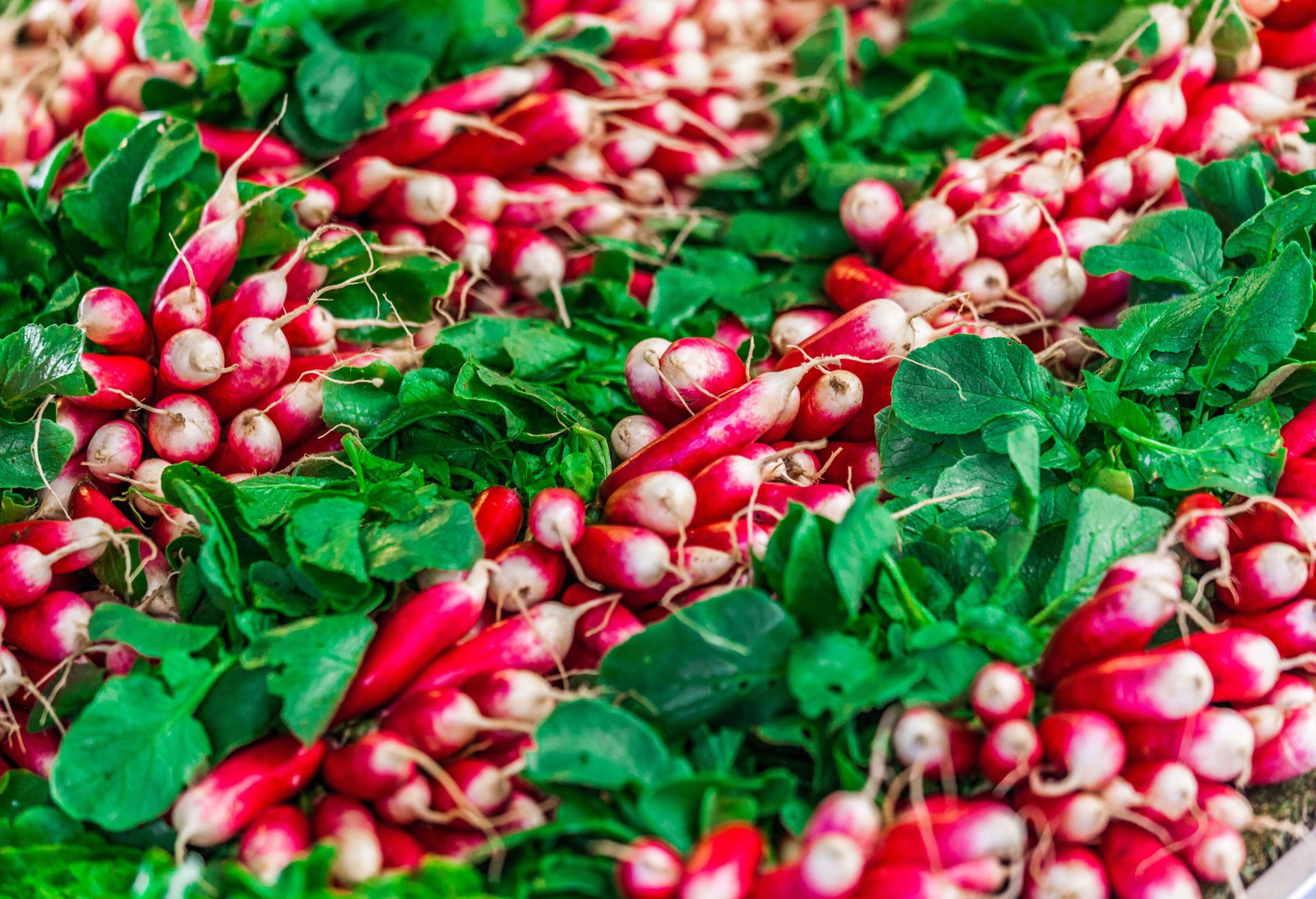 Stocks of fresh radish with leaves.