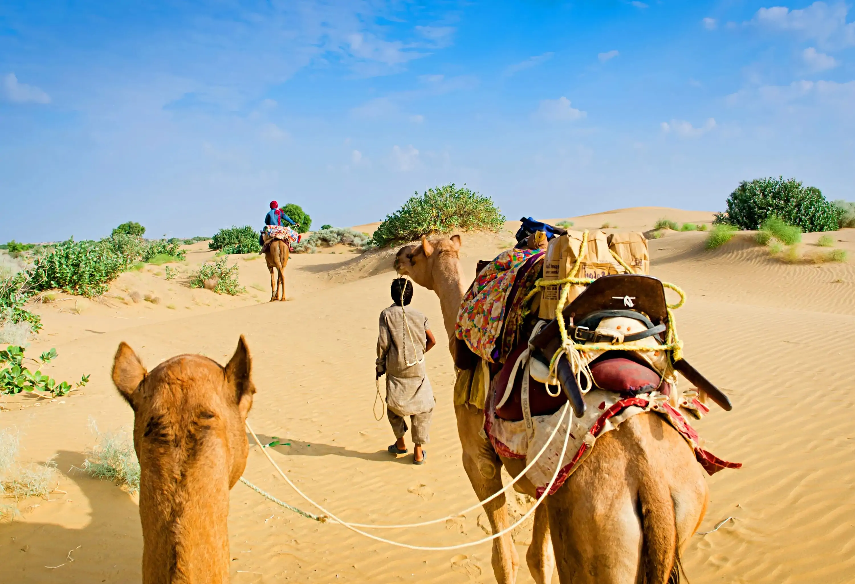 A person guiding a camel with parcels across a desert.