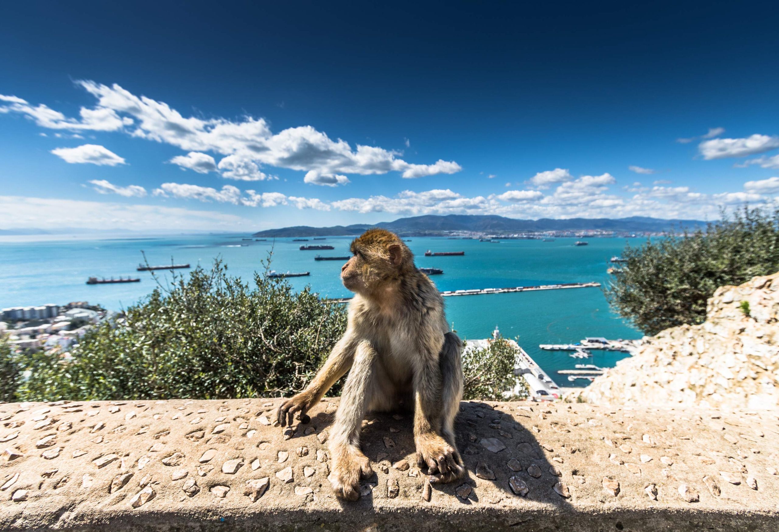 A monkey casually sitting over a wall facing sideways, with the sea in the backdrop.