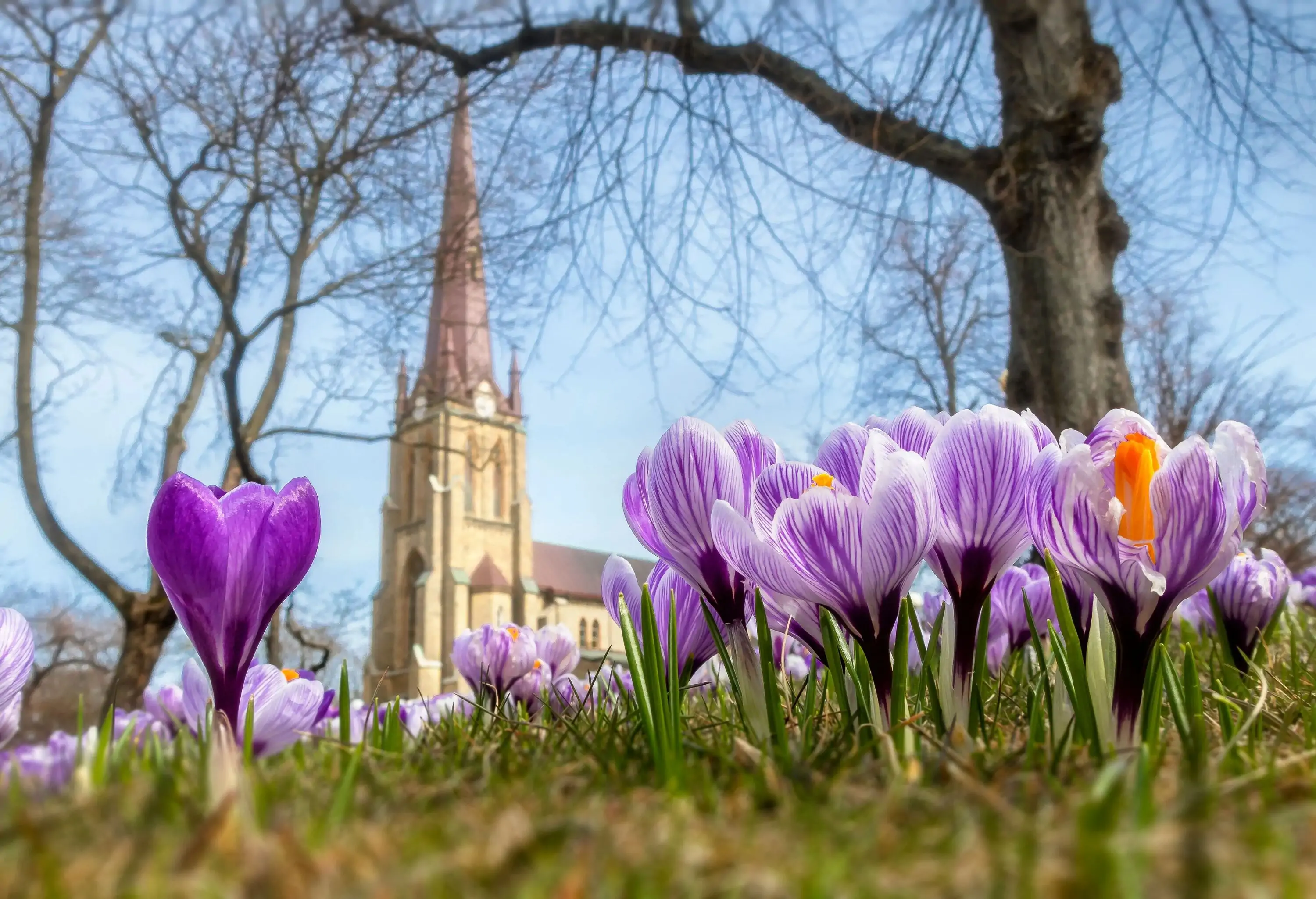 A garden of beautiful purple flowers against the backdrop of a church steeple.