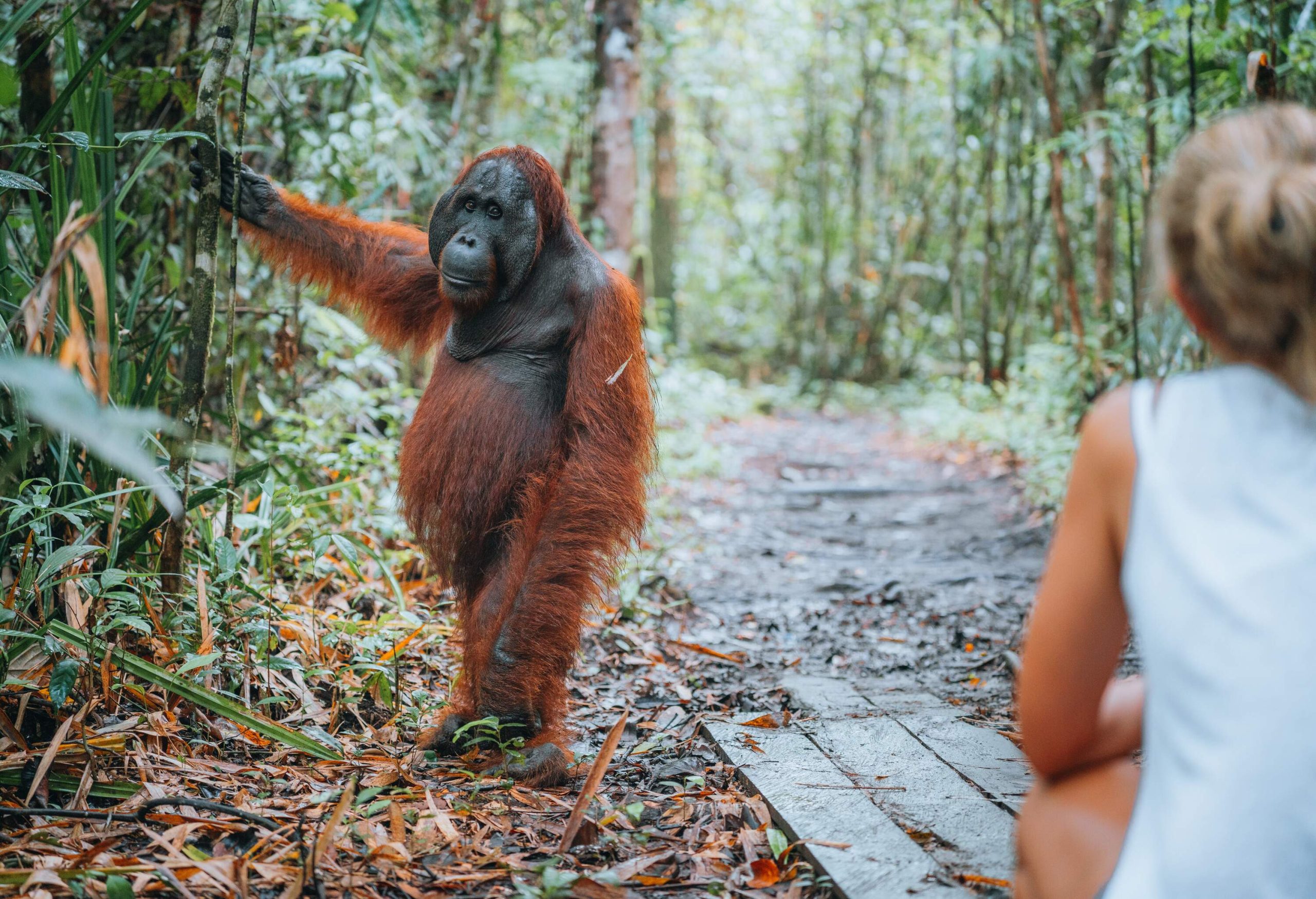 A woman sits next to an orange orangutan in a jungle.