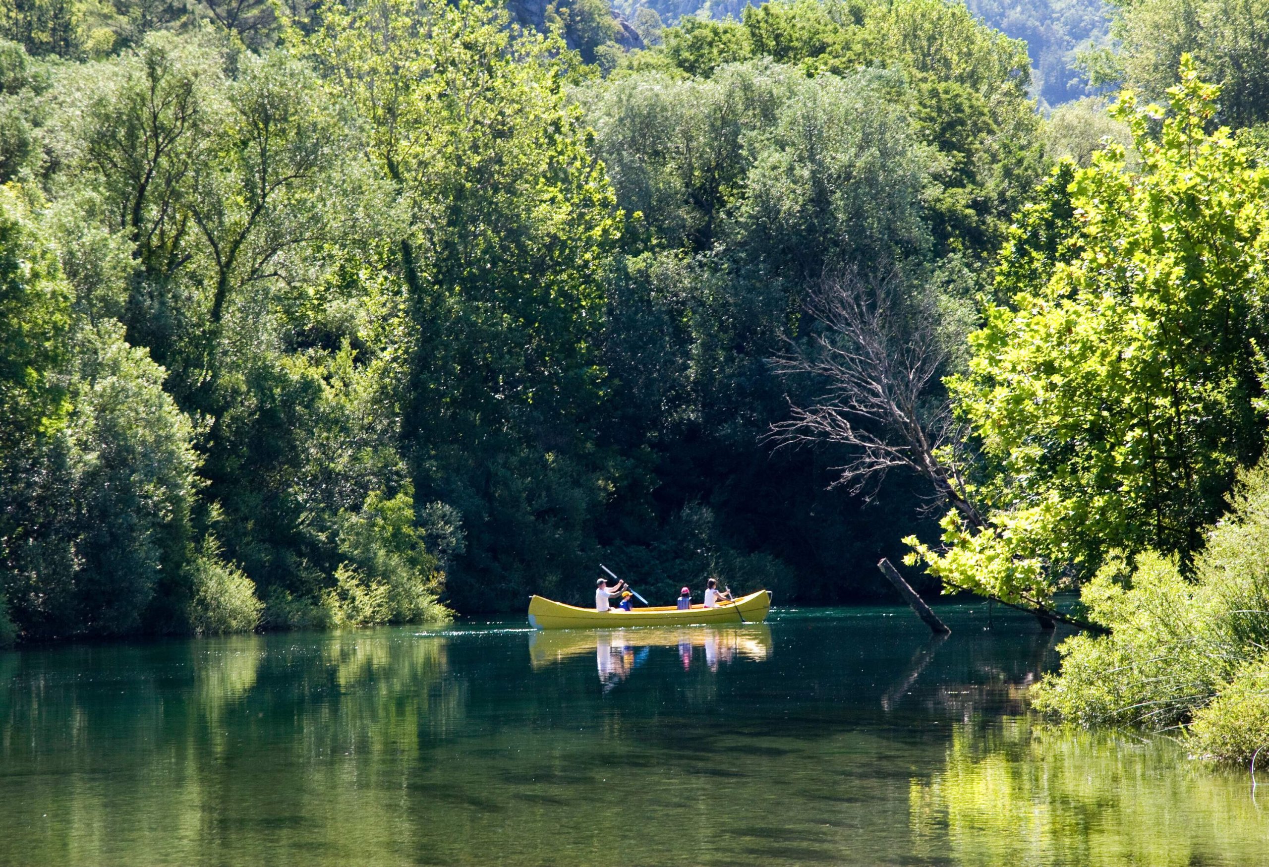 A family canoeing down the river surrounded by thick low-hanging trees.