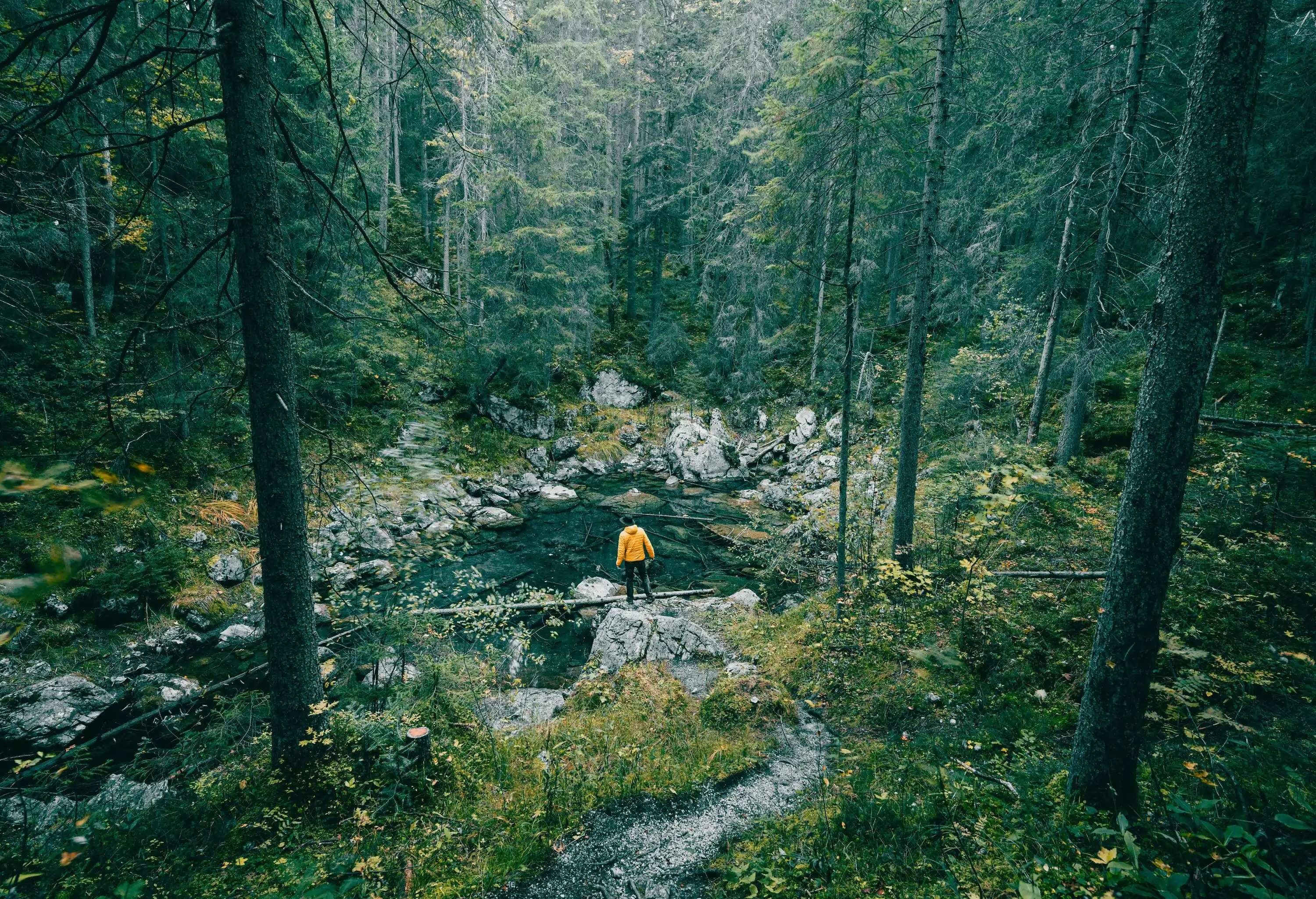 Person wearing yellow jacket standing in the middle of a forest