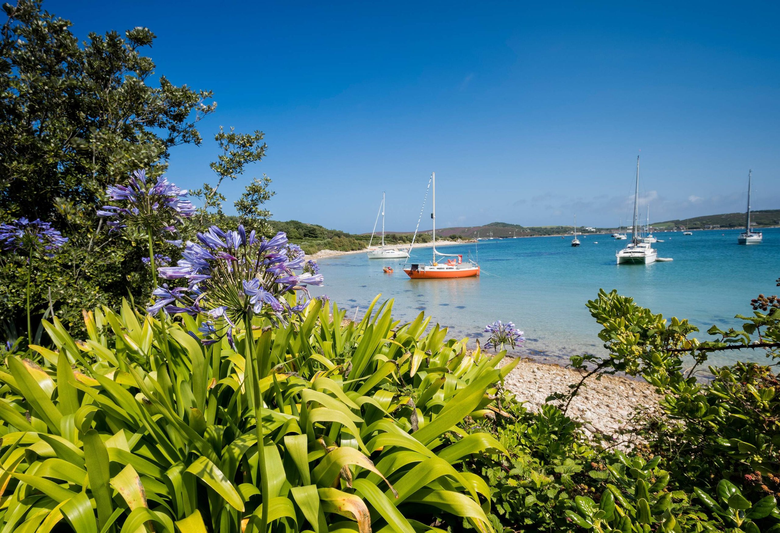 A fleet of sailboats anchored on a beach as seen from a coast with flowering plants.
