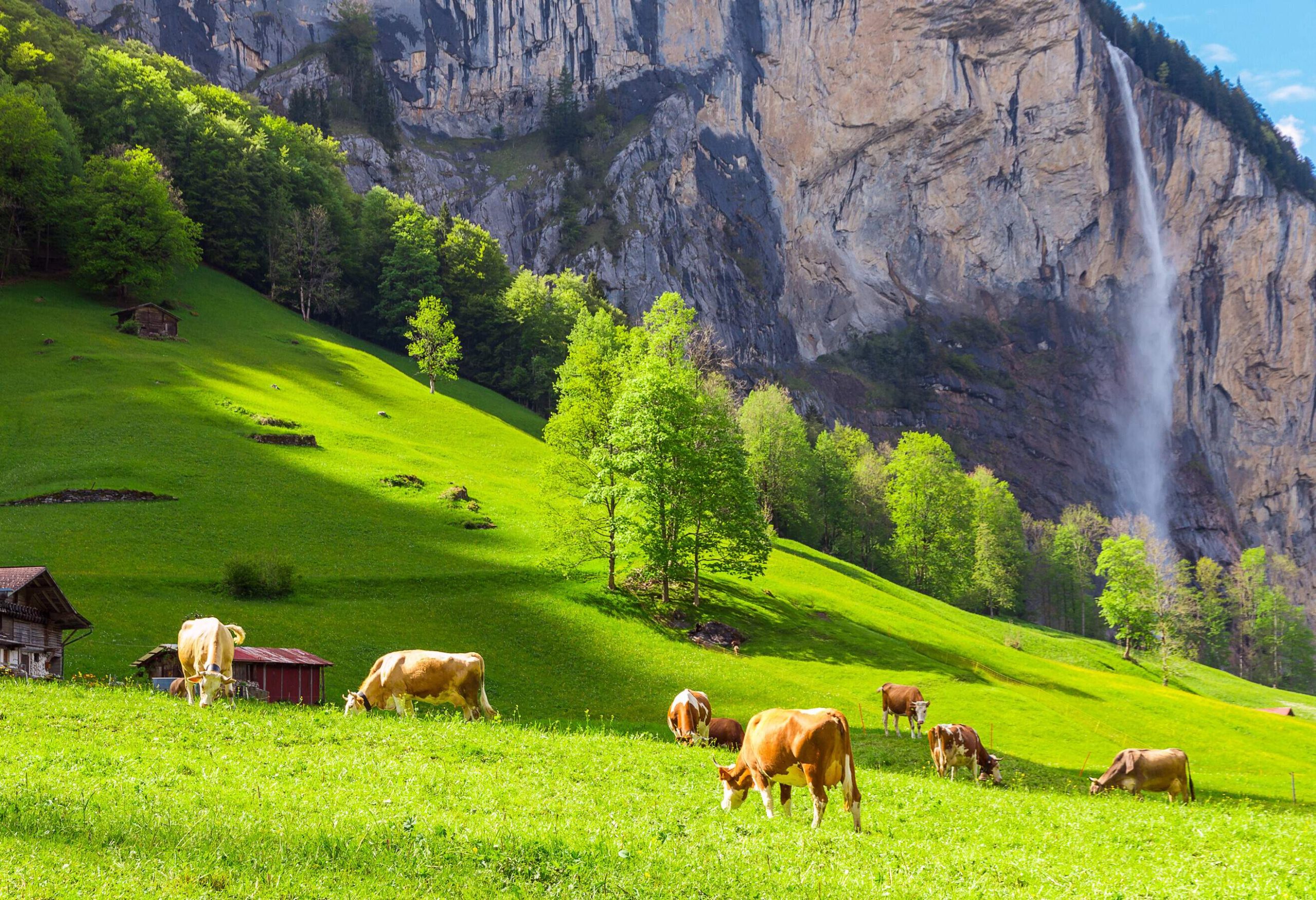A herd of cattle graze contentedly on fresh green mountain pastures, whilst the stunning backdrop of a cliff with a cascading waterfall enhances the serene and picturesque scene.