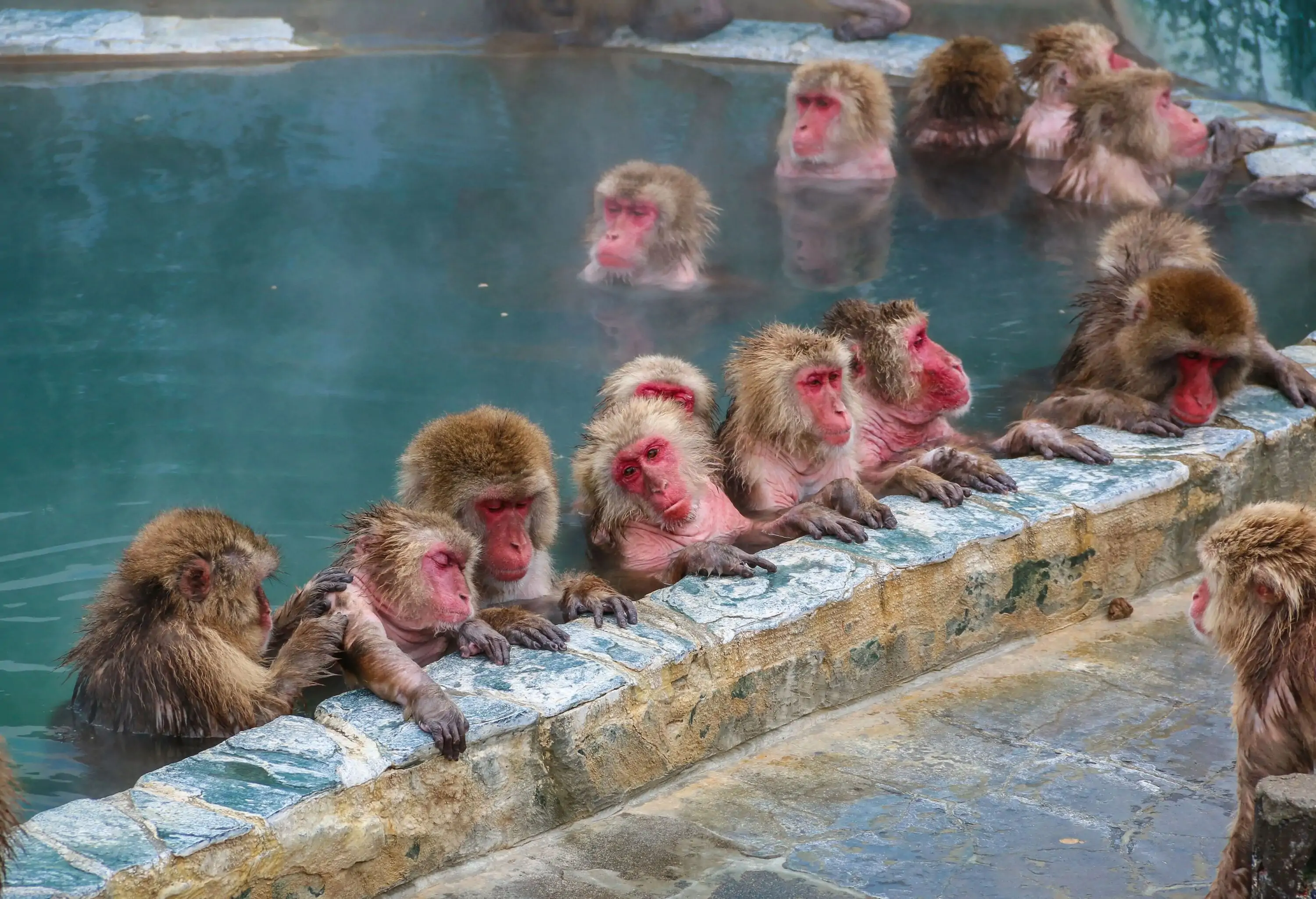 Brown monkeys resting while immersed in a steamy hot spring pool.