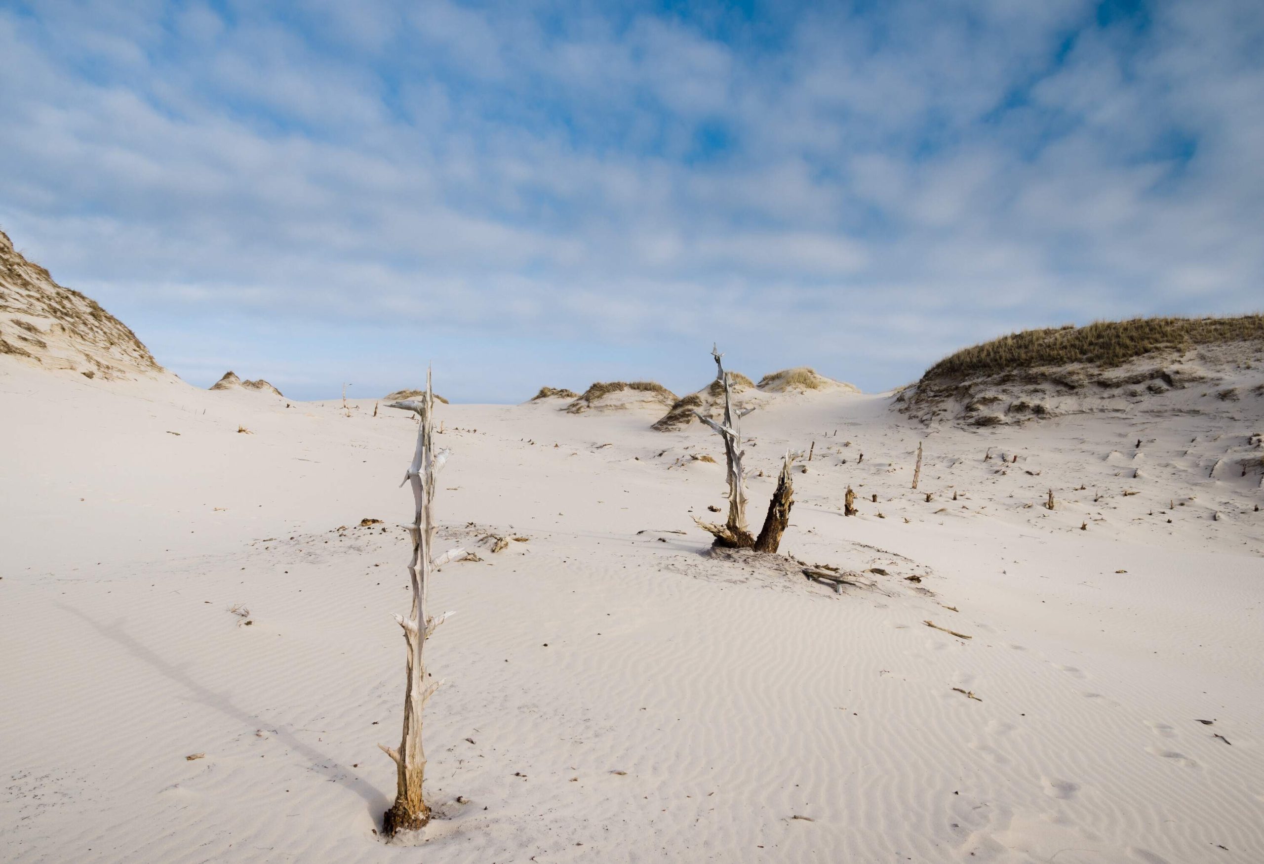 Twigs and leafless branches sticking out of white sand dunes.