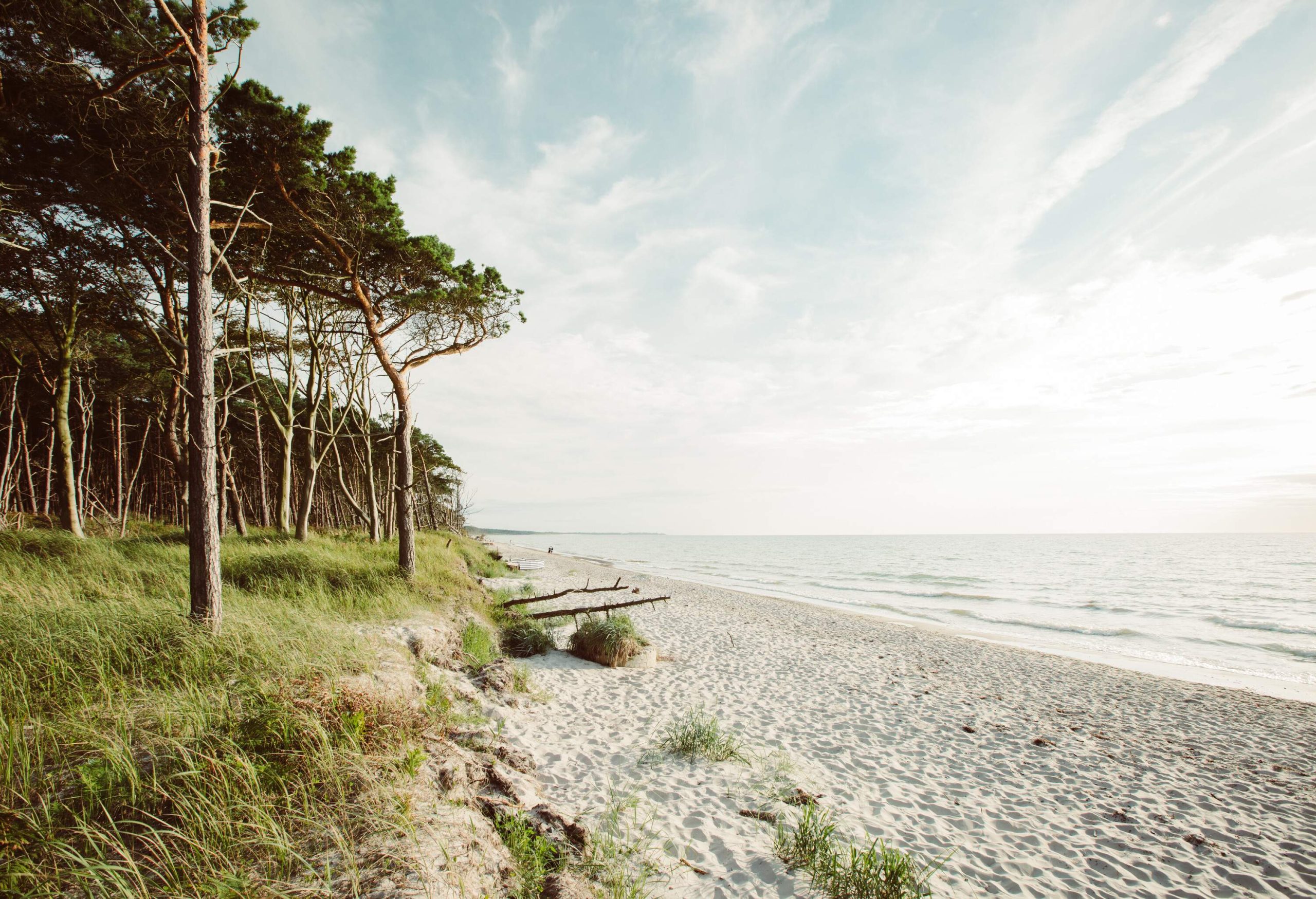 An empty beach shore lined with tall green trees against the cloudy sky.