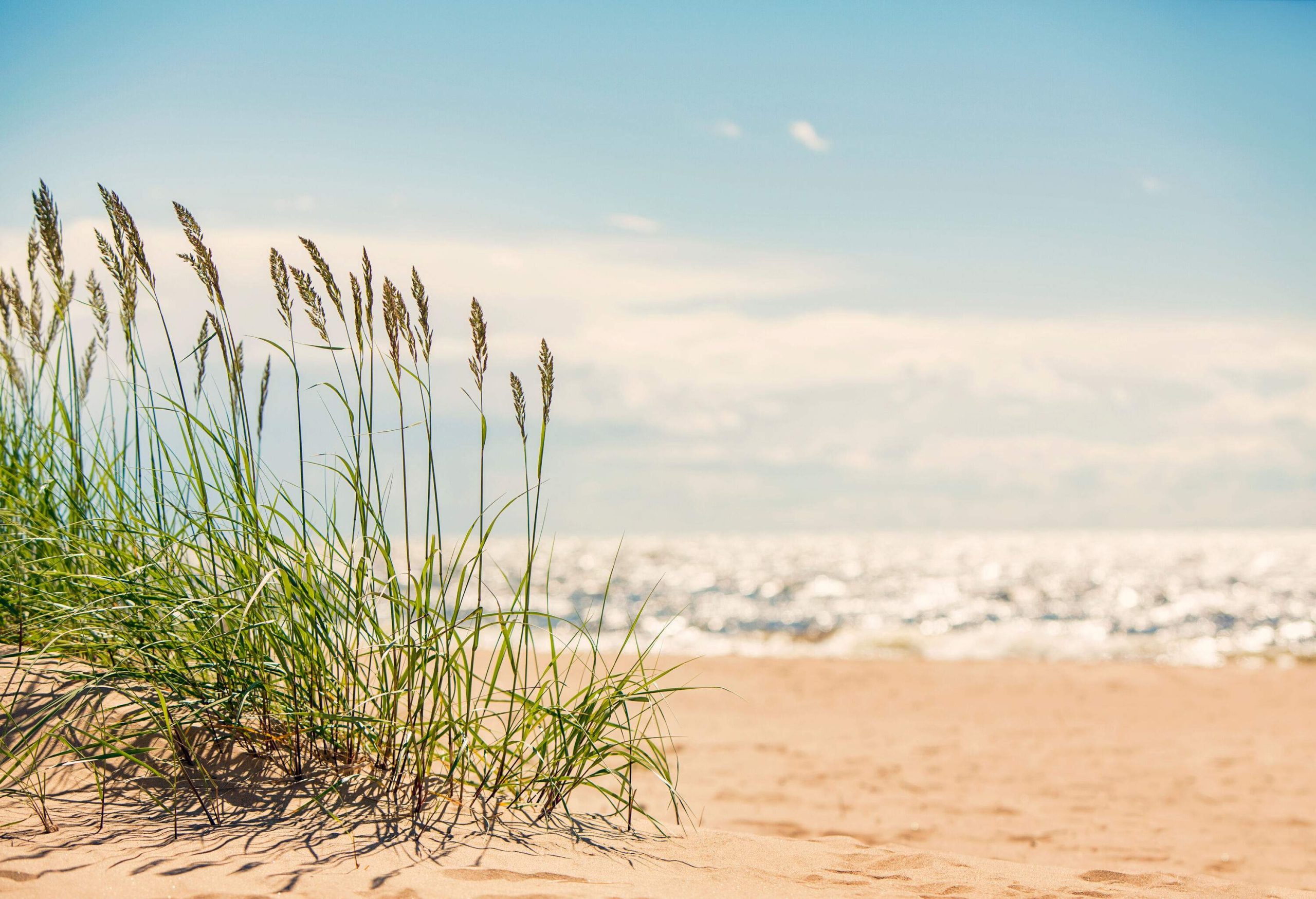 Plants on the shore of a sandy beach against the cloudy blue sky.