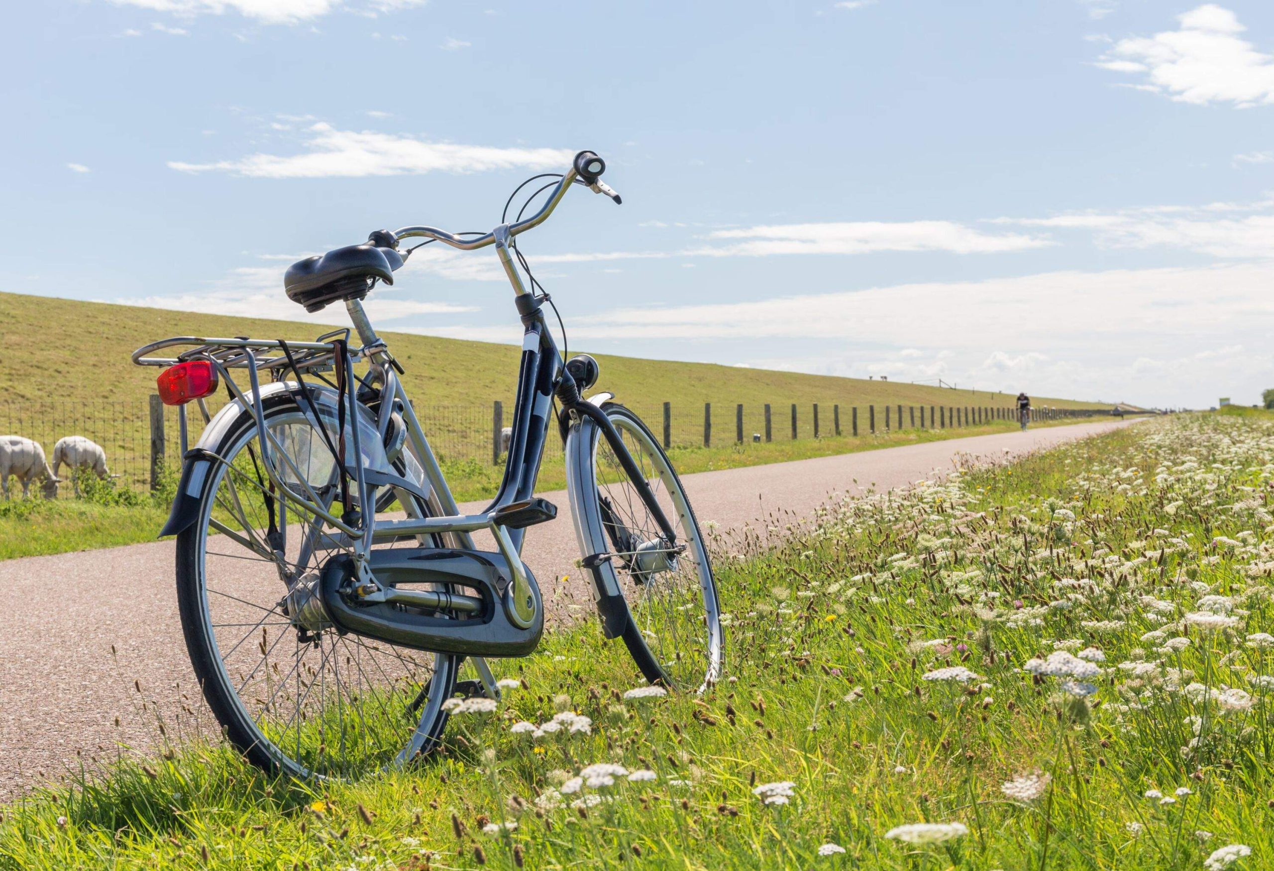 A bicycle stands next to a bicycle path on the Dutch Wadden island Texel. Lots of white flowers are seen next to the path, and sheep are grazing on the other side. In the distance, a cyclist is coming from the opposite direction