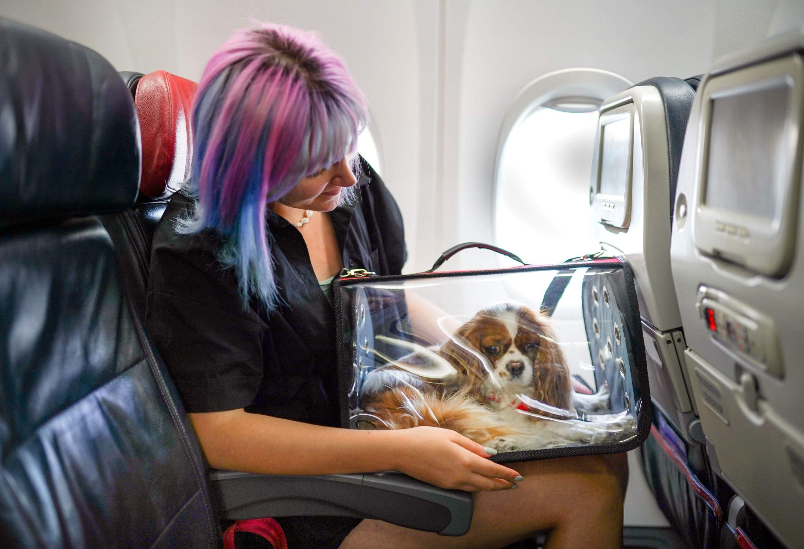 A woman seated on a plane with her dog on her lap inside a transparent carrier.