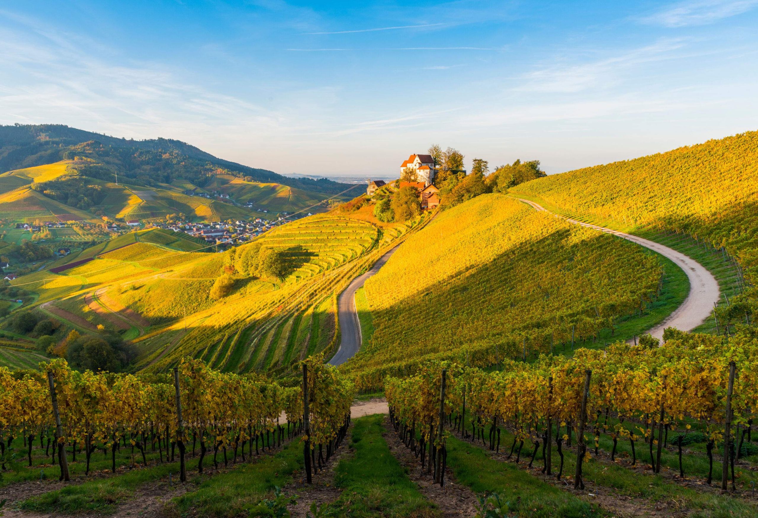 A hillside road across a sloping vineyard that leads to a hilltop house.