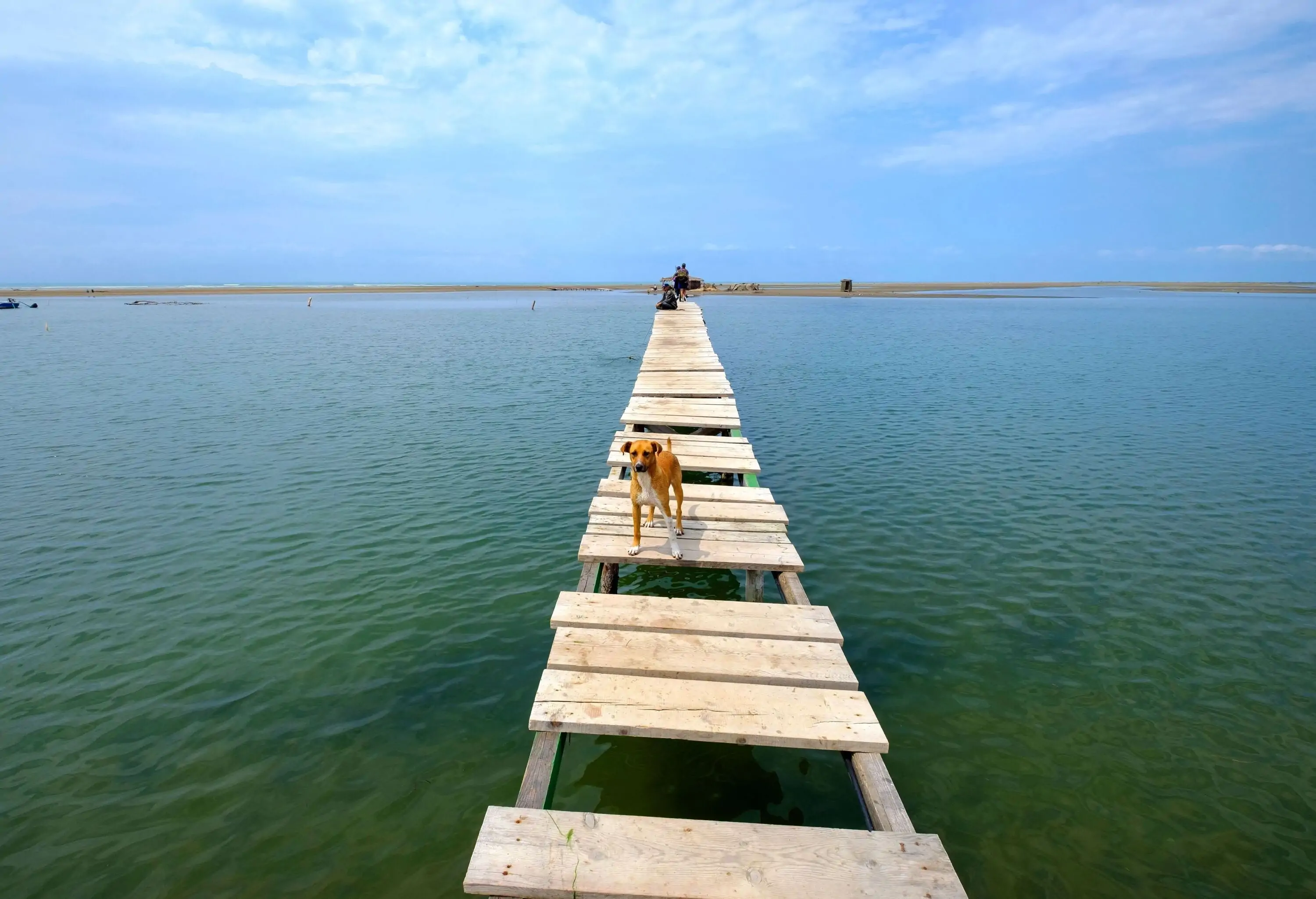 Dog standing on jetty over a lagoon on a sunny day