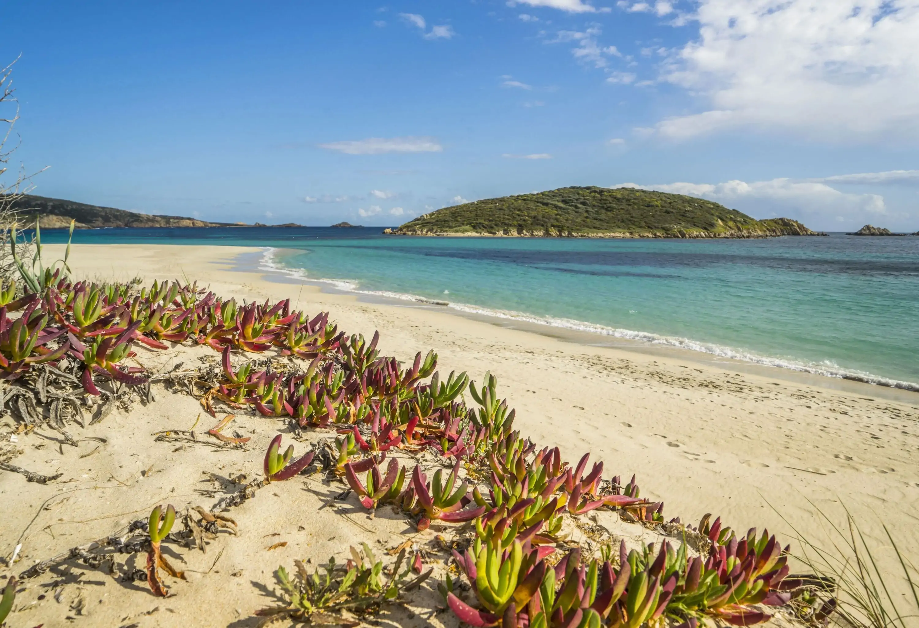 Succulent plants with thick leaves growing on a sandy beach with a view of a wooded island of the coast.