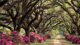 Hotels in Saint Francisville