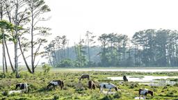 Hotels in Chincoteague