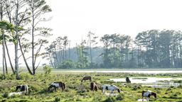 Chincoteague Hotelverzeichnis