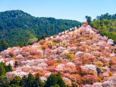Nara