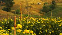 Hotels in Mae Sot