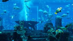 Hotels in Dubai - in der Nähe von: Dubai Aquarium & Underwater Zoo