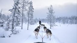 Finde günstige Flüge nach Kuusamo