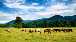 Ferienwohnungen in Tennessee