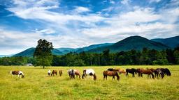Finde günstige Flüge nach Tennessee