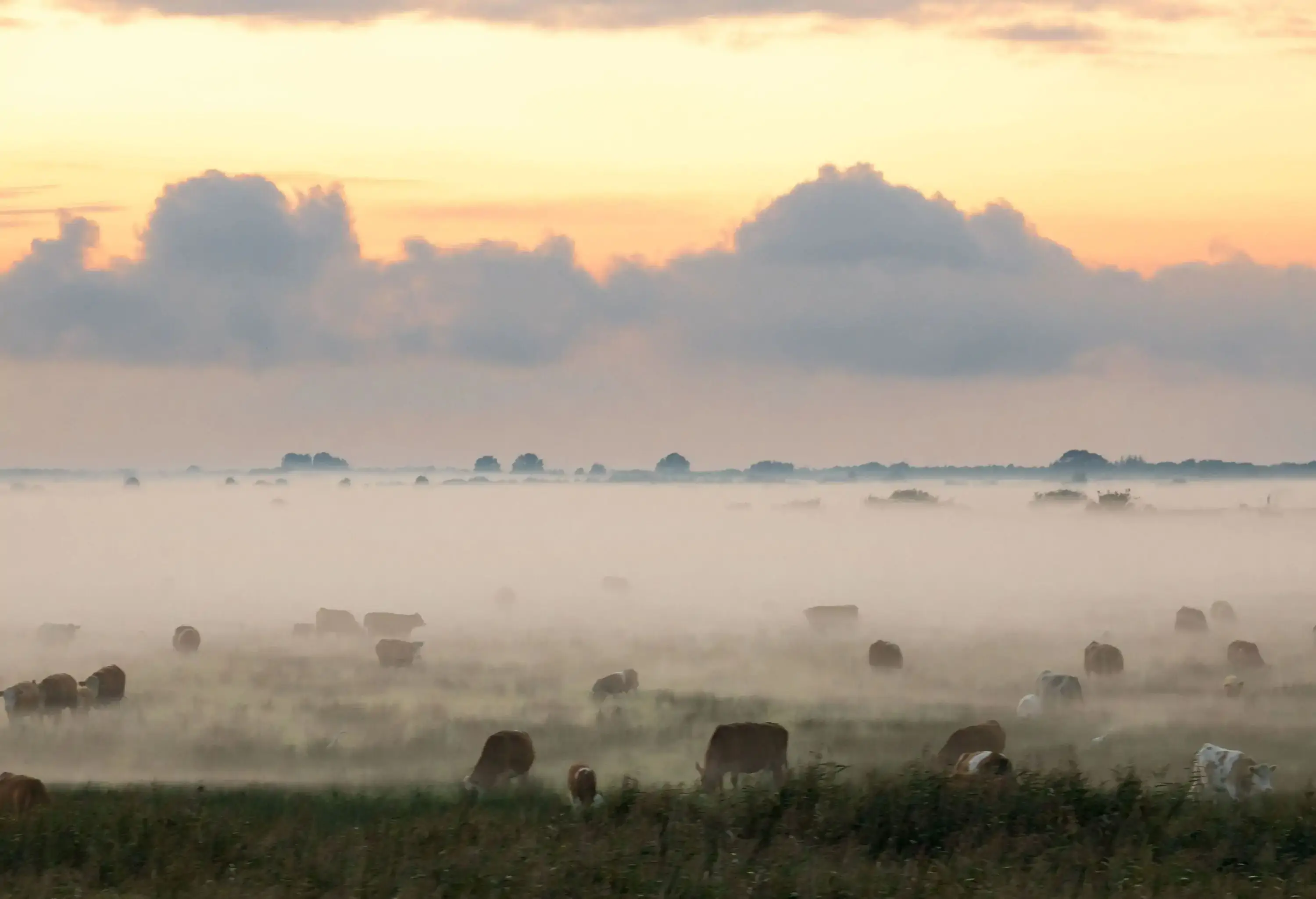 Ground fog covers a green pasture with grazing cows under an orange sky.
