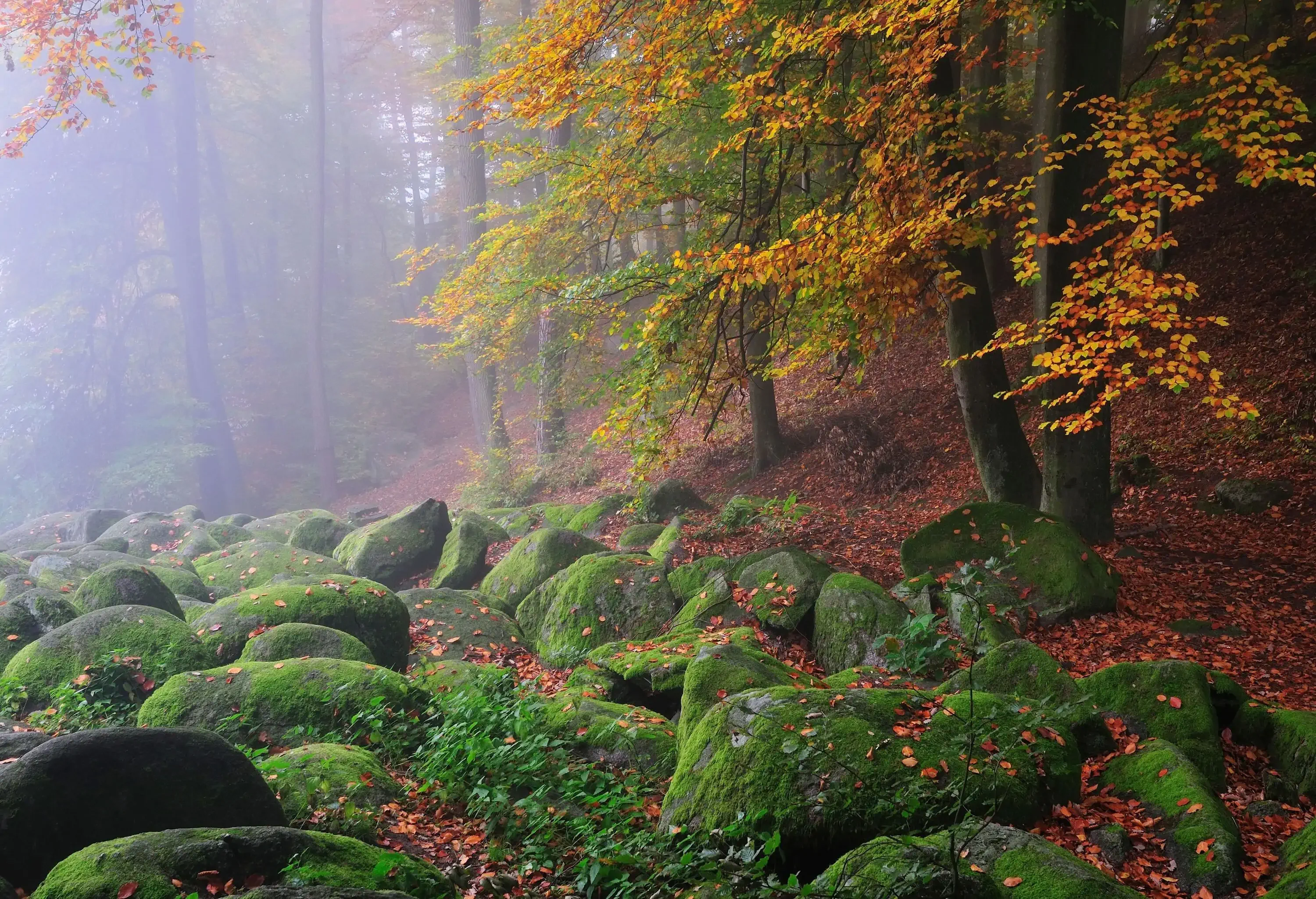 Boulders in the forest covered in moss surrounded by tall trees in autumn hues.