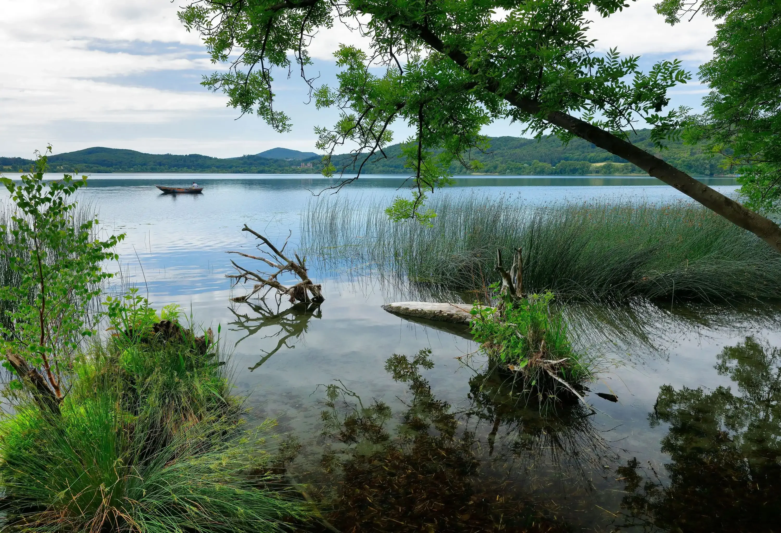 Fallen trees and tall grass along the edge of a lake with a boat adrift in the distance.