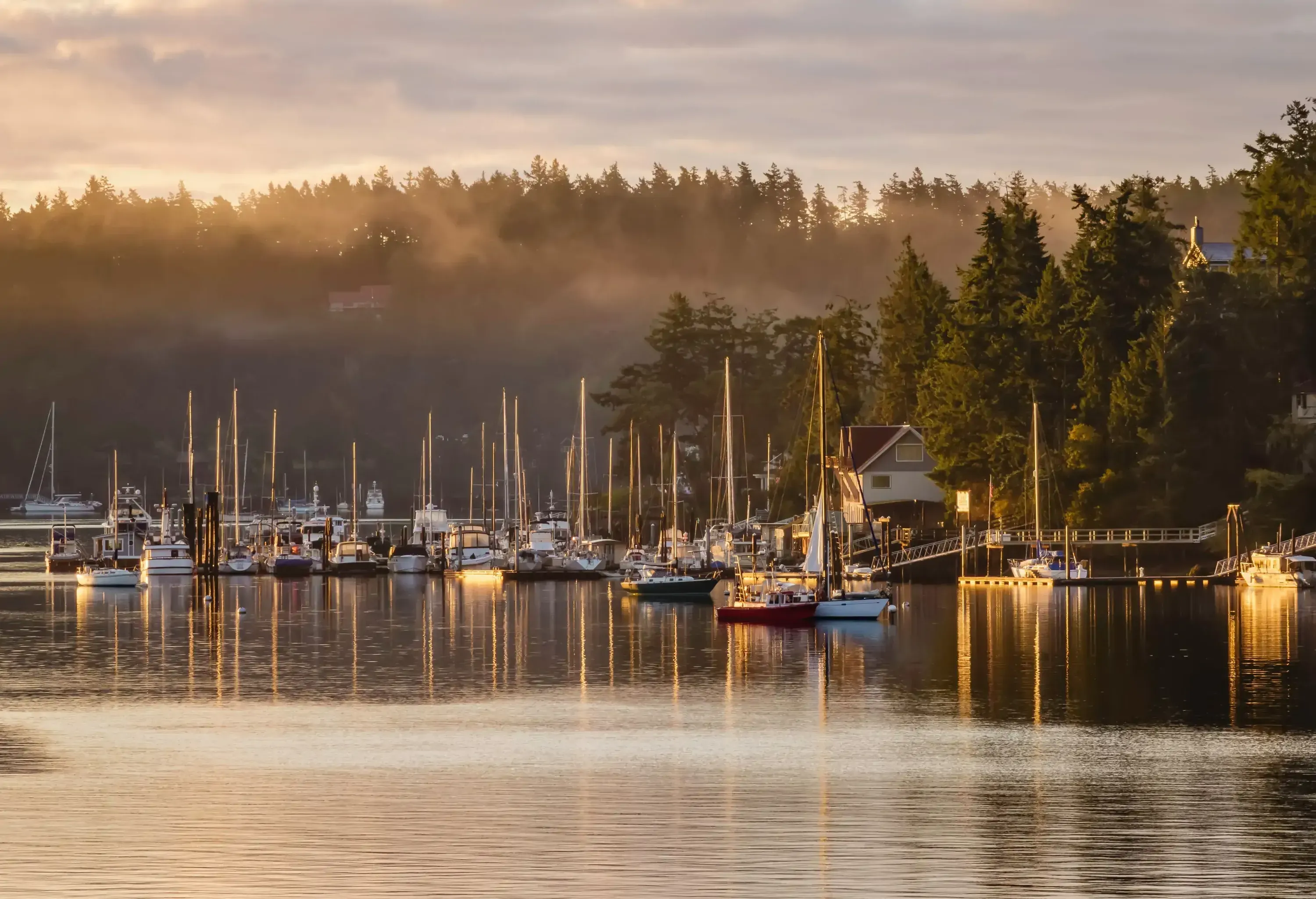 Sailboats serenely anchor in a mist-laden marina, embraced by the gentle embrace of fog, with trees adorning the banks.