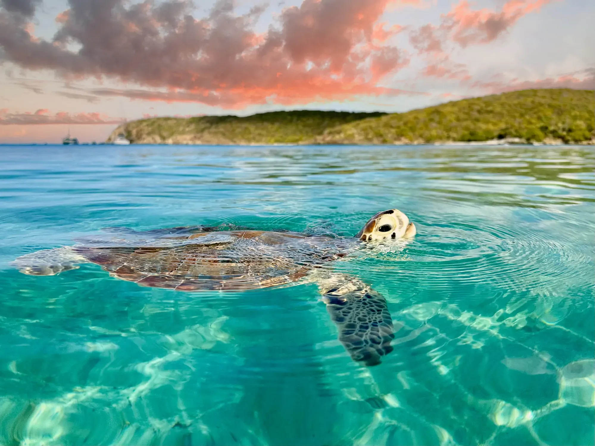 dest_unknown_nature_sea-turtle-tropical-waters_gettyimages_2149575473