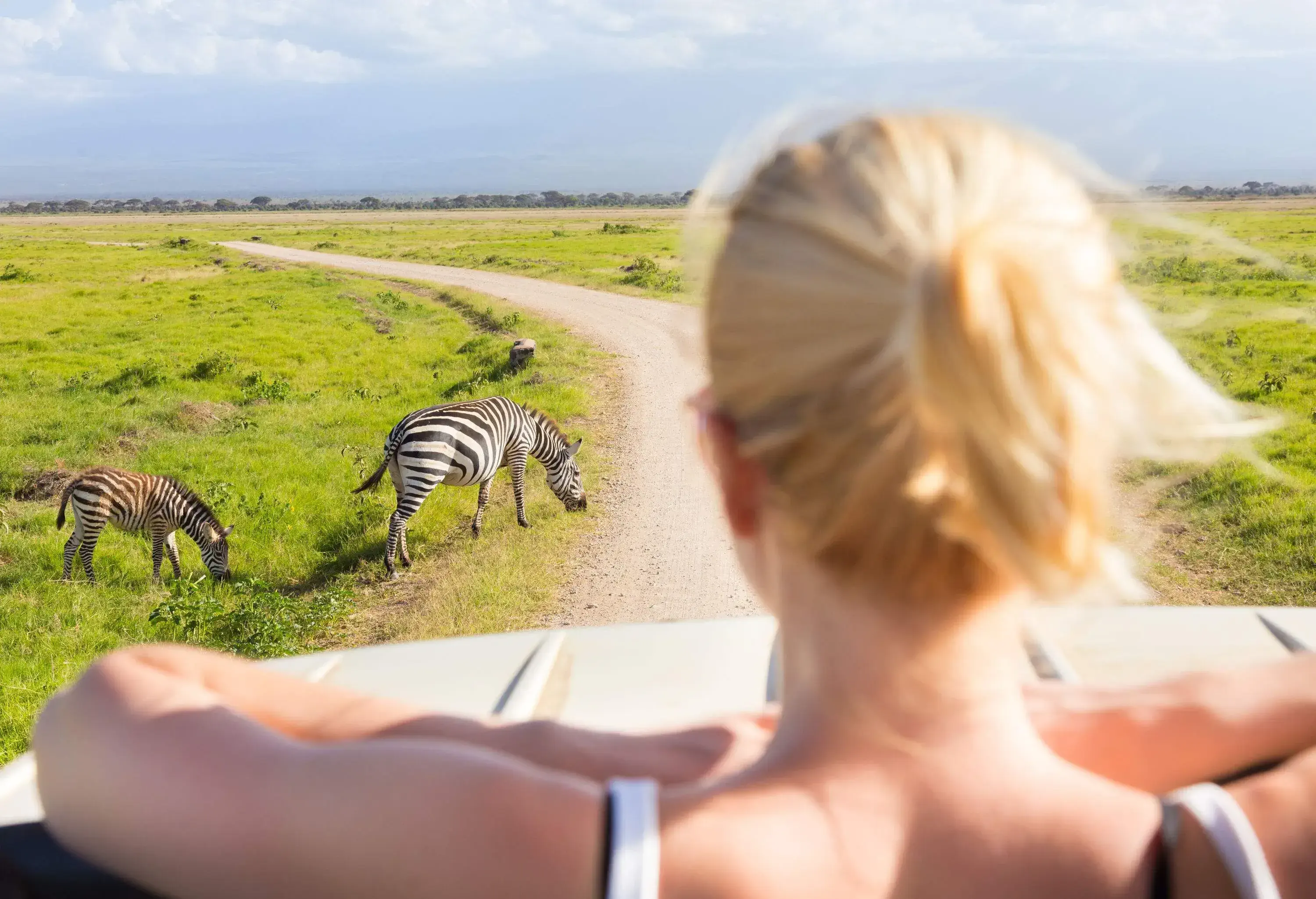 A blonde woman observes two zebras grazing on grass from a vehicle's open roof.
