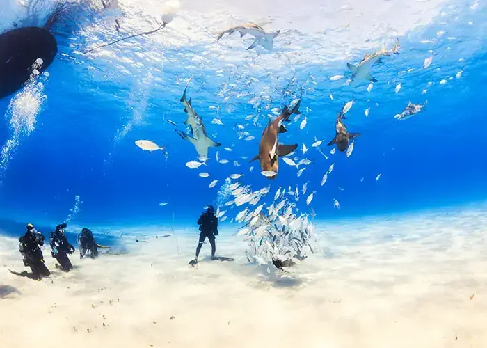 nicolasvoisin44/Shutterstock.com | Tauchen auf den Bahamas