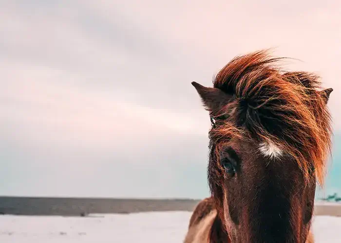 Benny Jackson/Unsplash.com