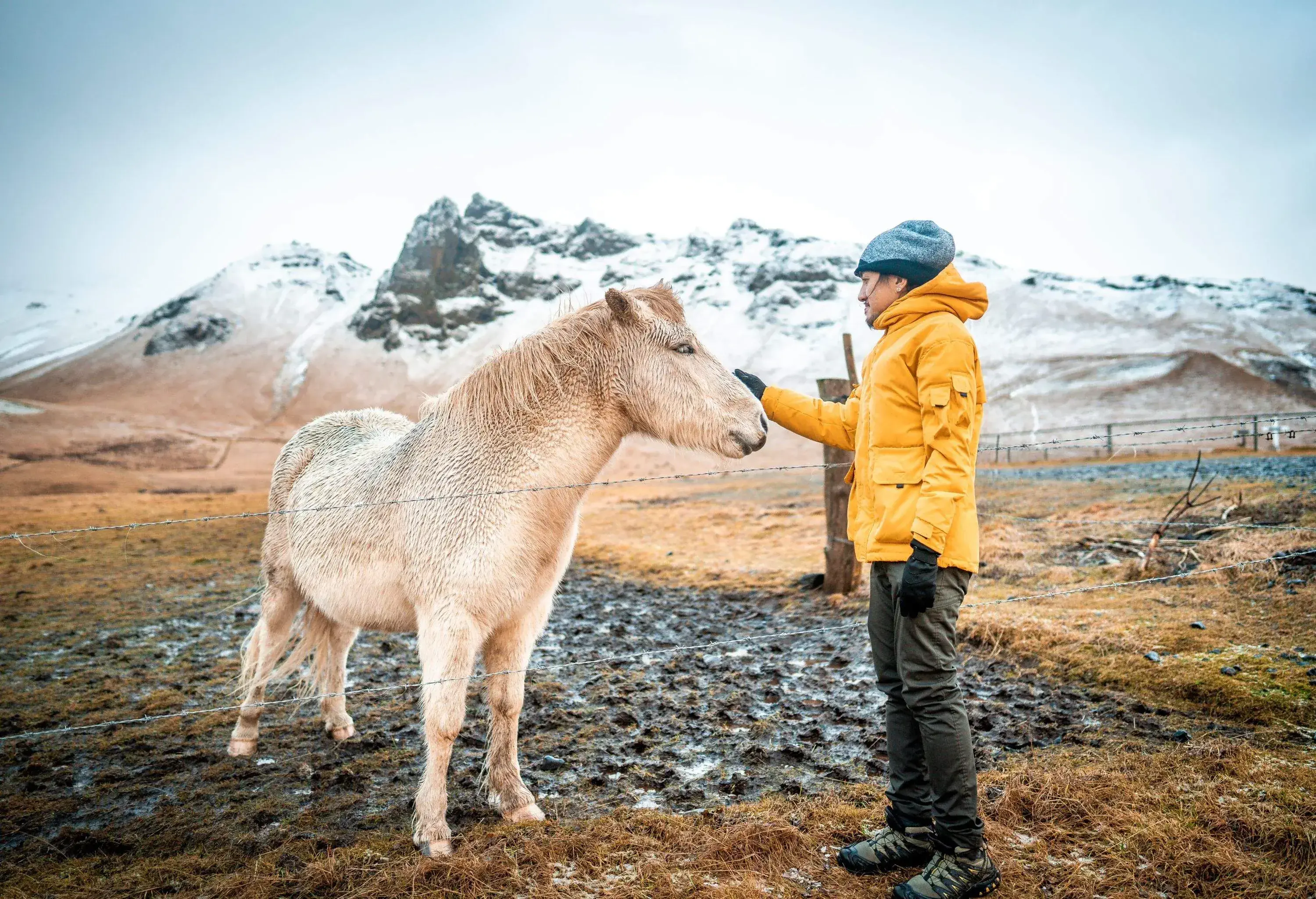 Man wearing yellow jacket stroking a white Icelandic horse against a rugged snowy landscape