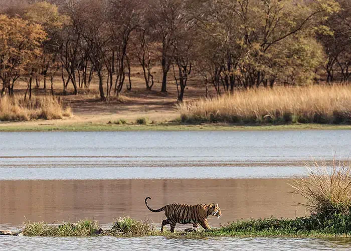 GUDKOV ANDREY/shutterstock.com | Ranthambor
