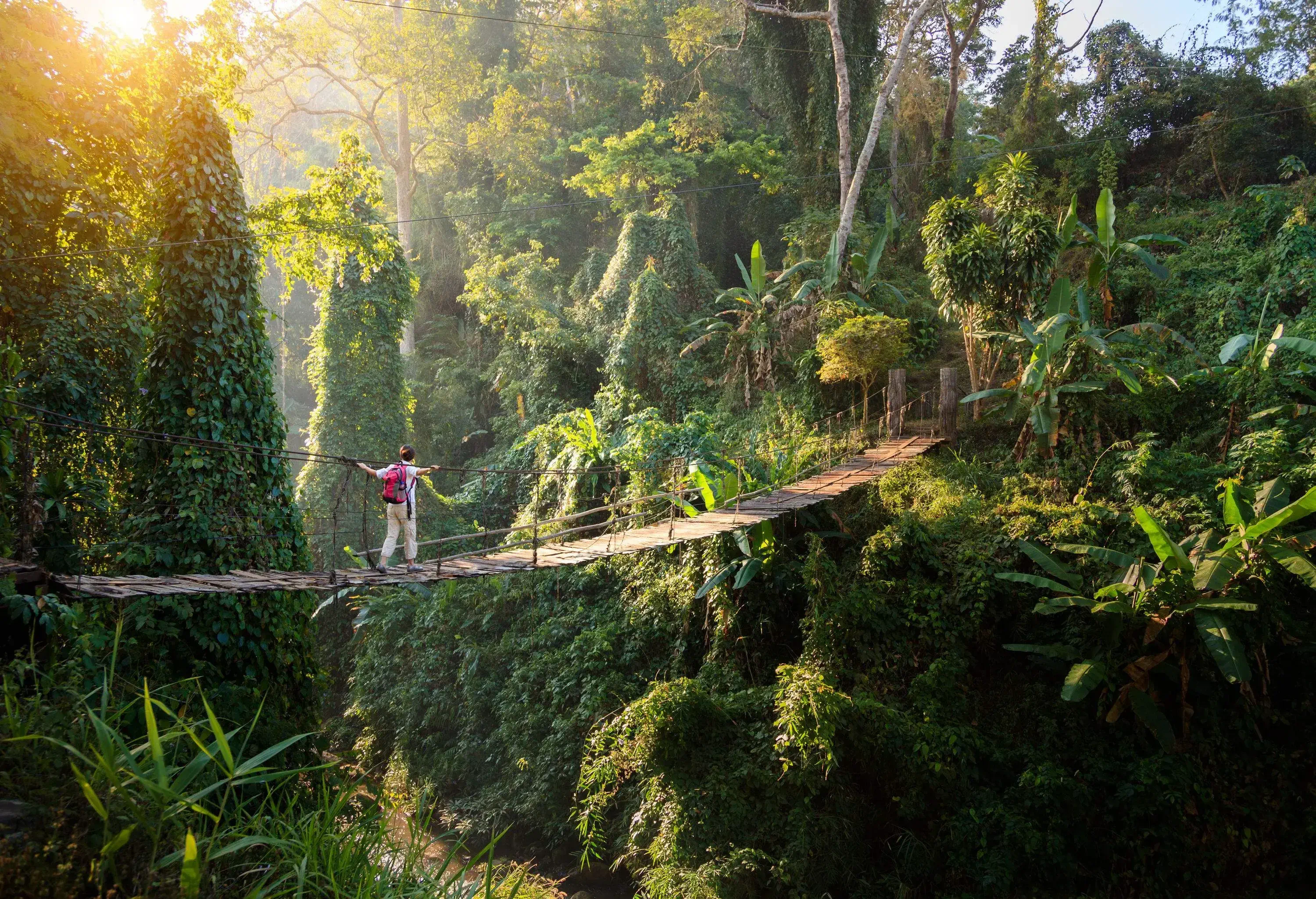 A backpacker crosses a hanging bridge across a ravine covered in dense vegetation.