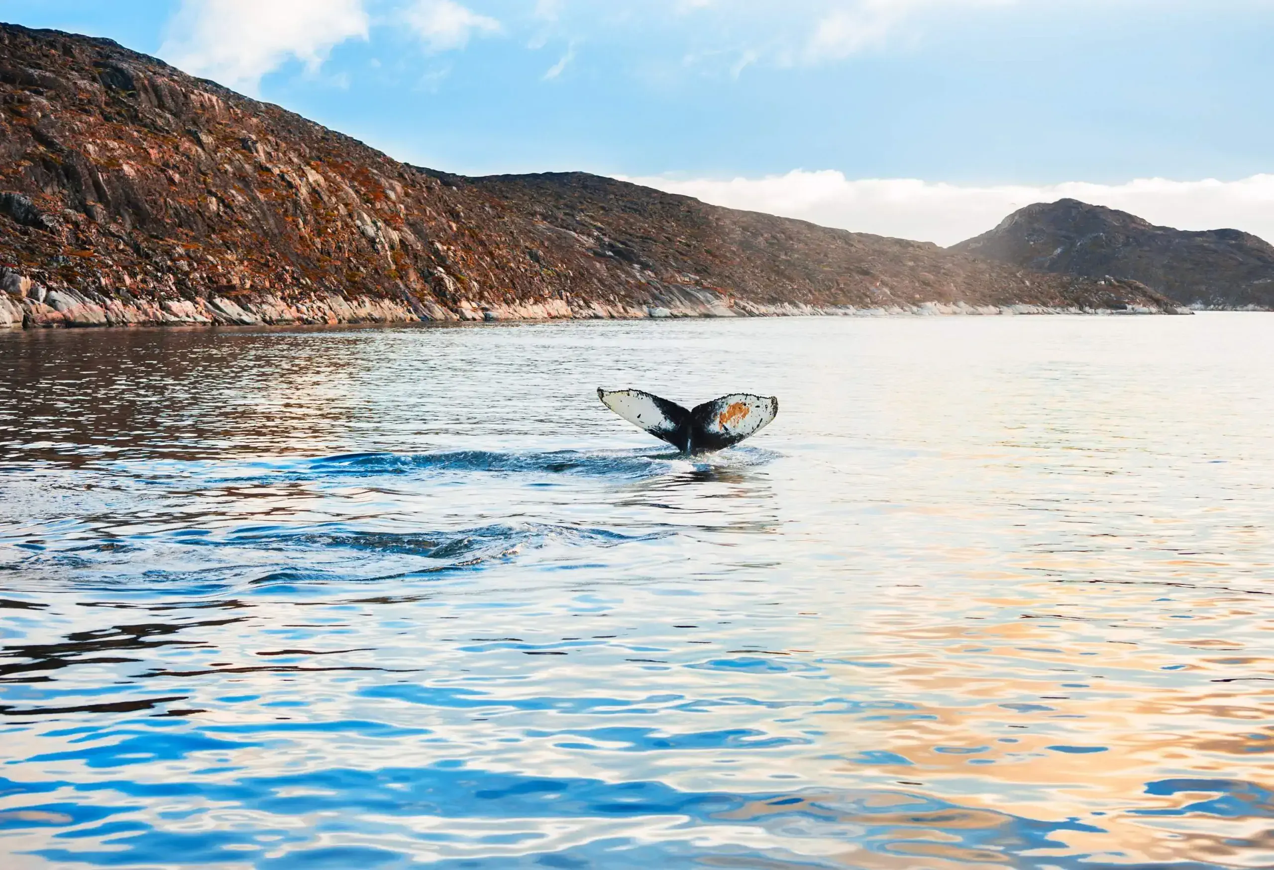A whale's flukes sticking out of the water.