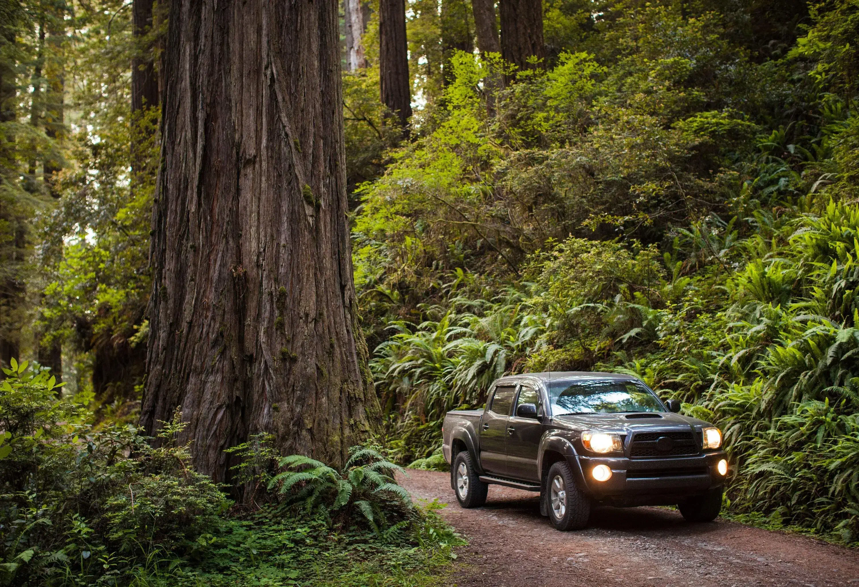 A pickup truck with its headlights on travelling through the woods on a dirt road.