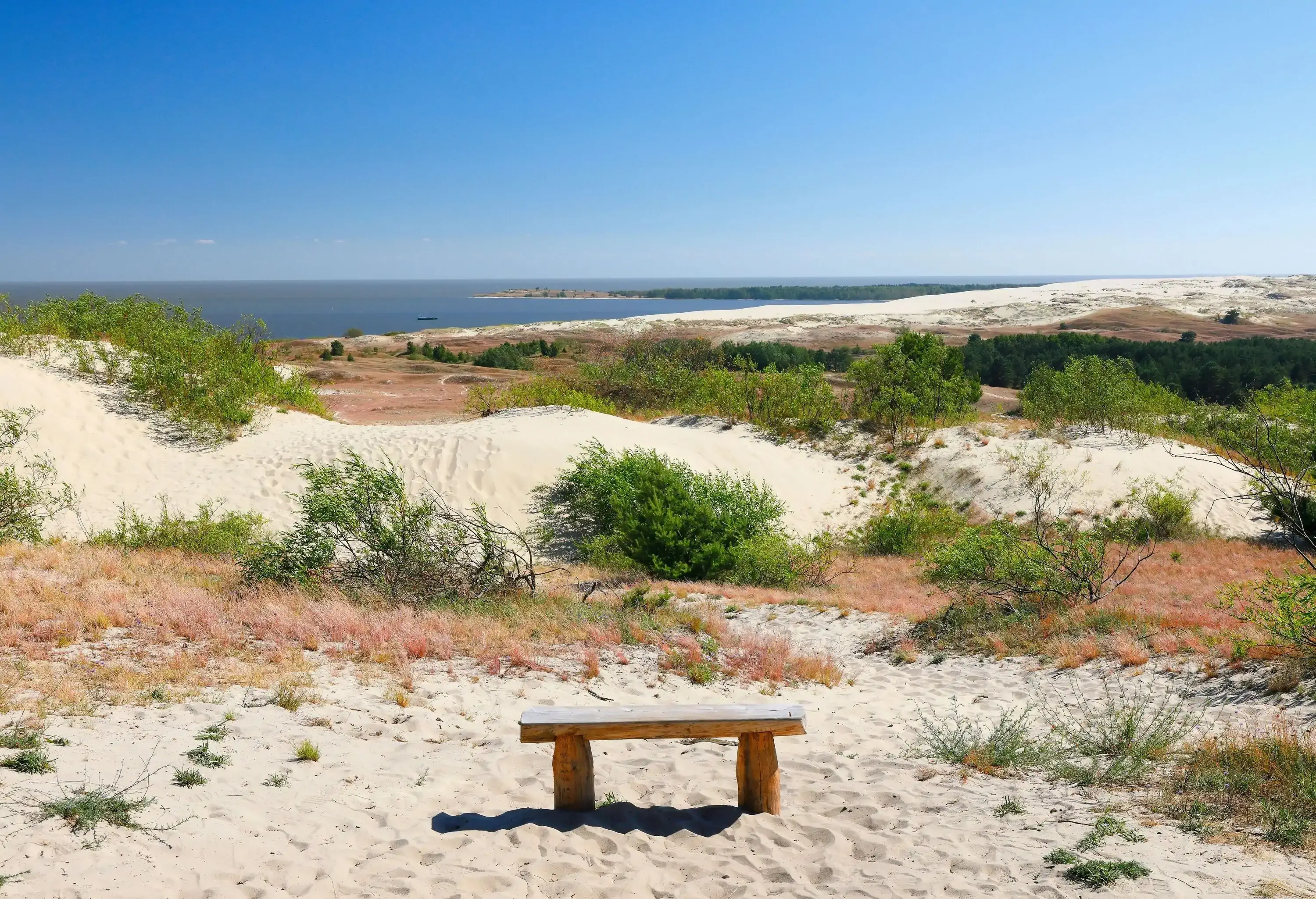 Sand dunes by the beach, peppered with resilient scrubs, set a picturesque scene with a solitary wooden bench in the foreground and the vast sea shimmering in the distance.