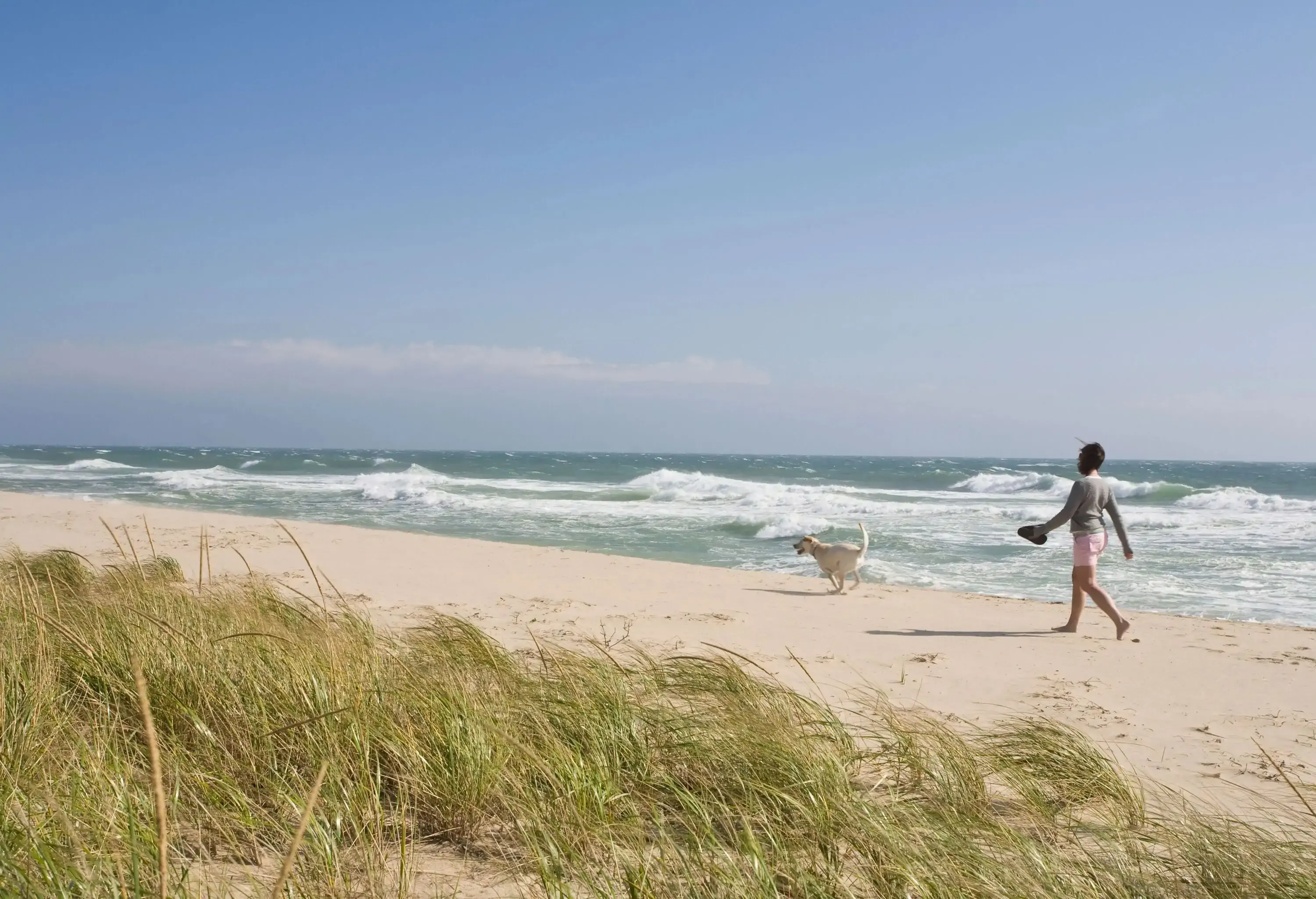 A person and a dog walk on a sunny sandy beach with tall grass in the foreground and ocean waves in the background.